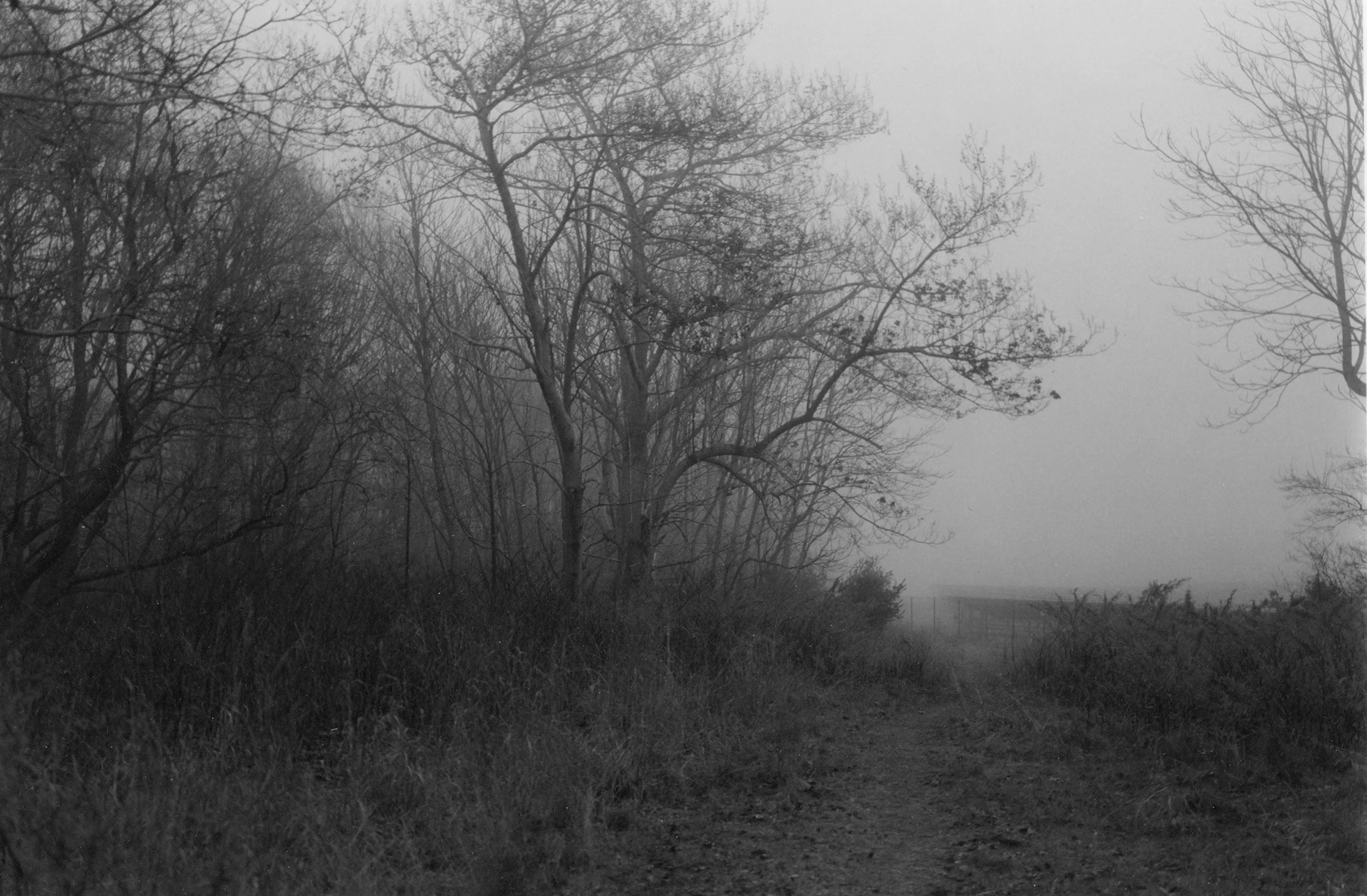 Field in Fog