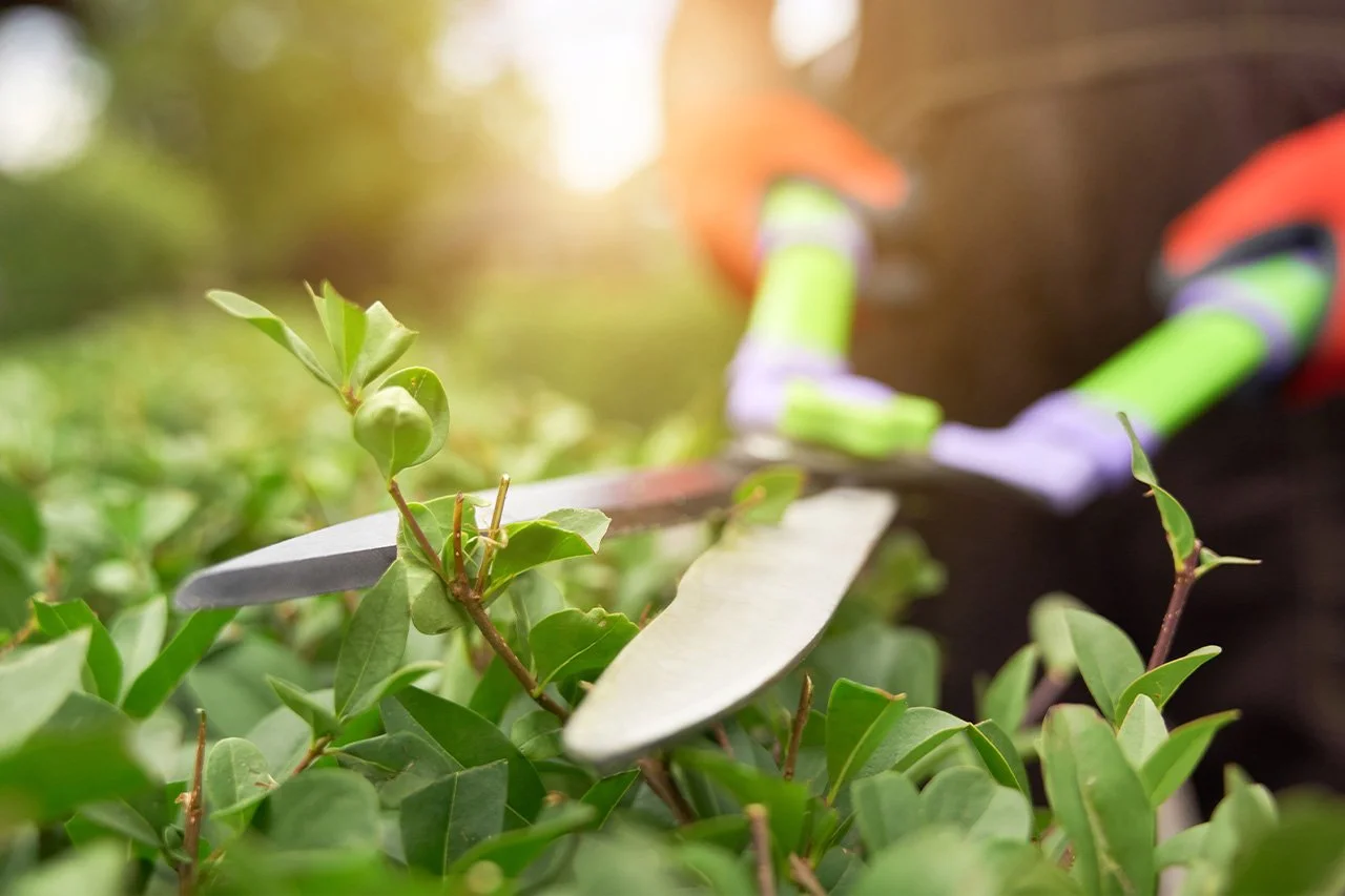 Close-up of gloved gardener pruning leafy shrubs with hedge shears in sunlight