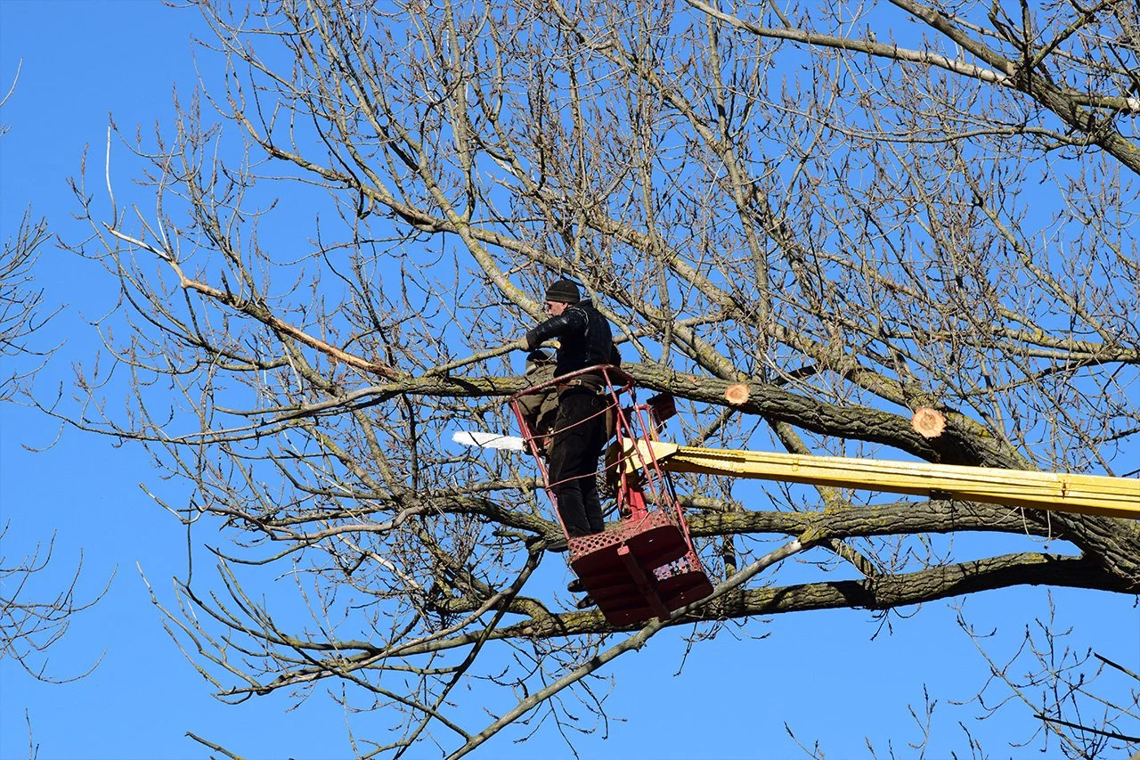 Arborist in a bucket lift trimming branches from a leafless tree against a blue sky