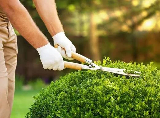Gardener wearing white gloves trimming a green hedge with manual hedge shears