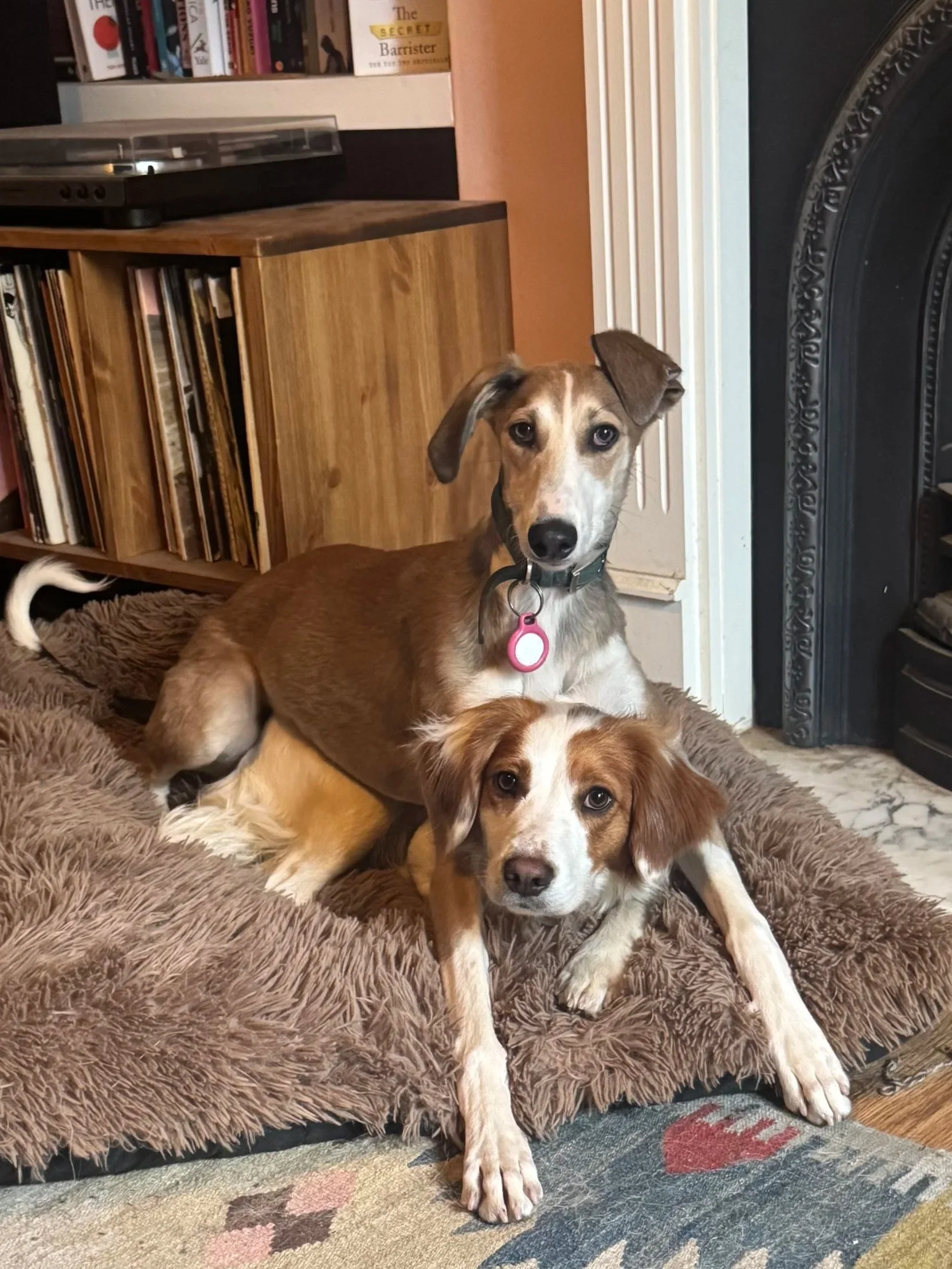 Two brown-and-white dogs resting together on a shaggy dog bed beside a fireplace and bookshelf.