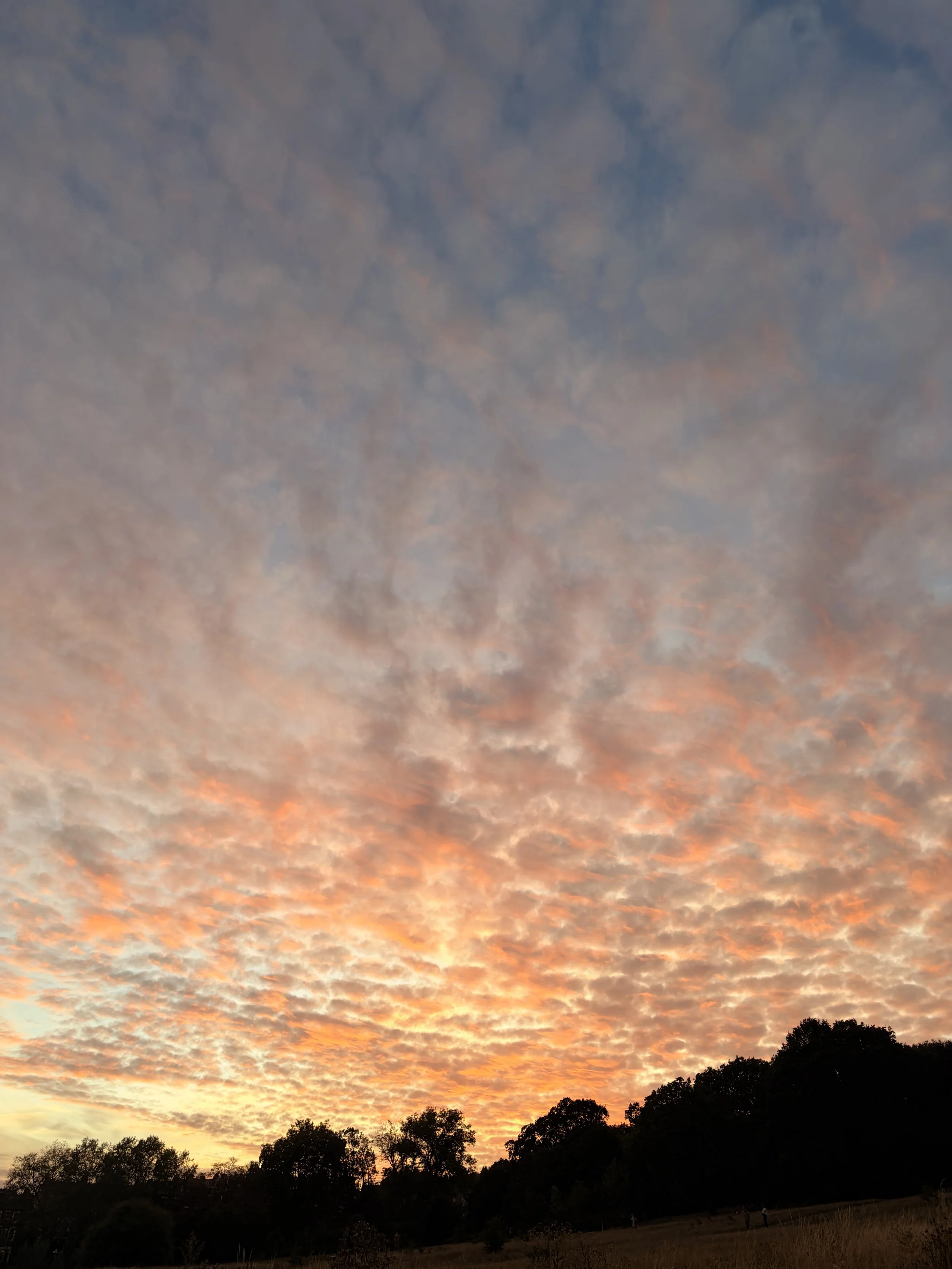 Dramatic orange and pink sunset clouds over a silhouetted tree-covered landscape and grassy field