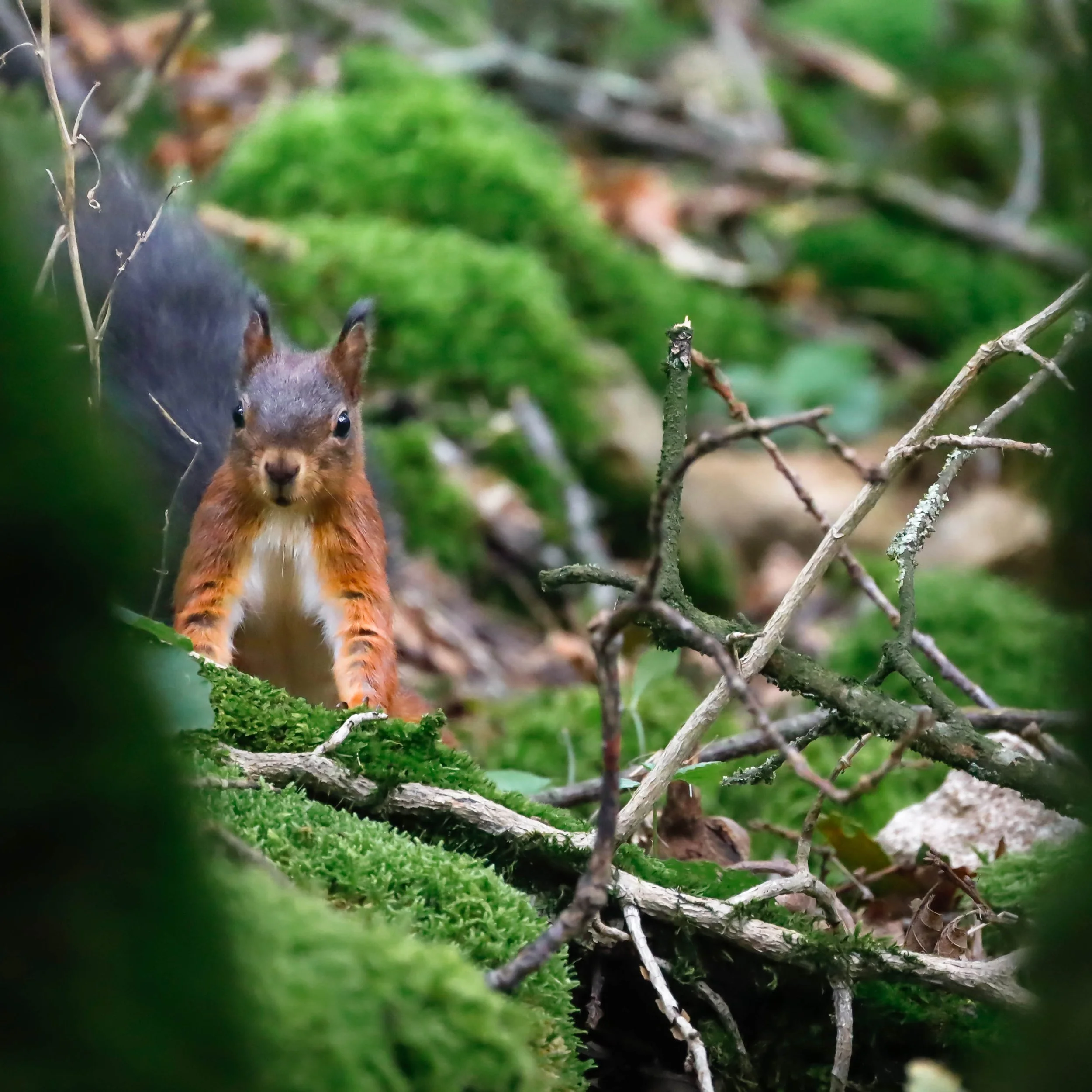 Faune 1 | France - Doubs