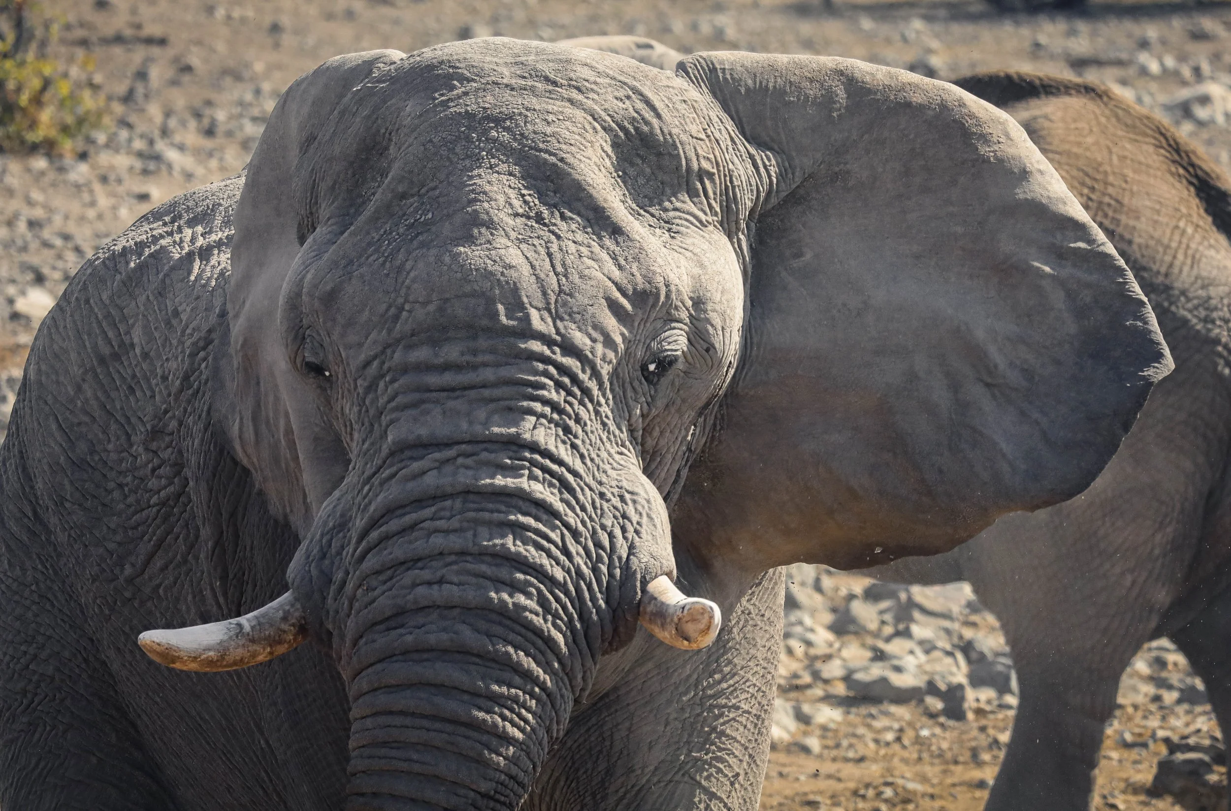 Faune 10 | Namibie - Etosha