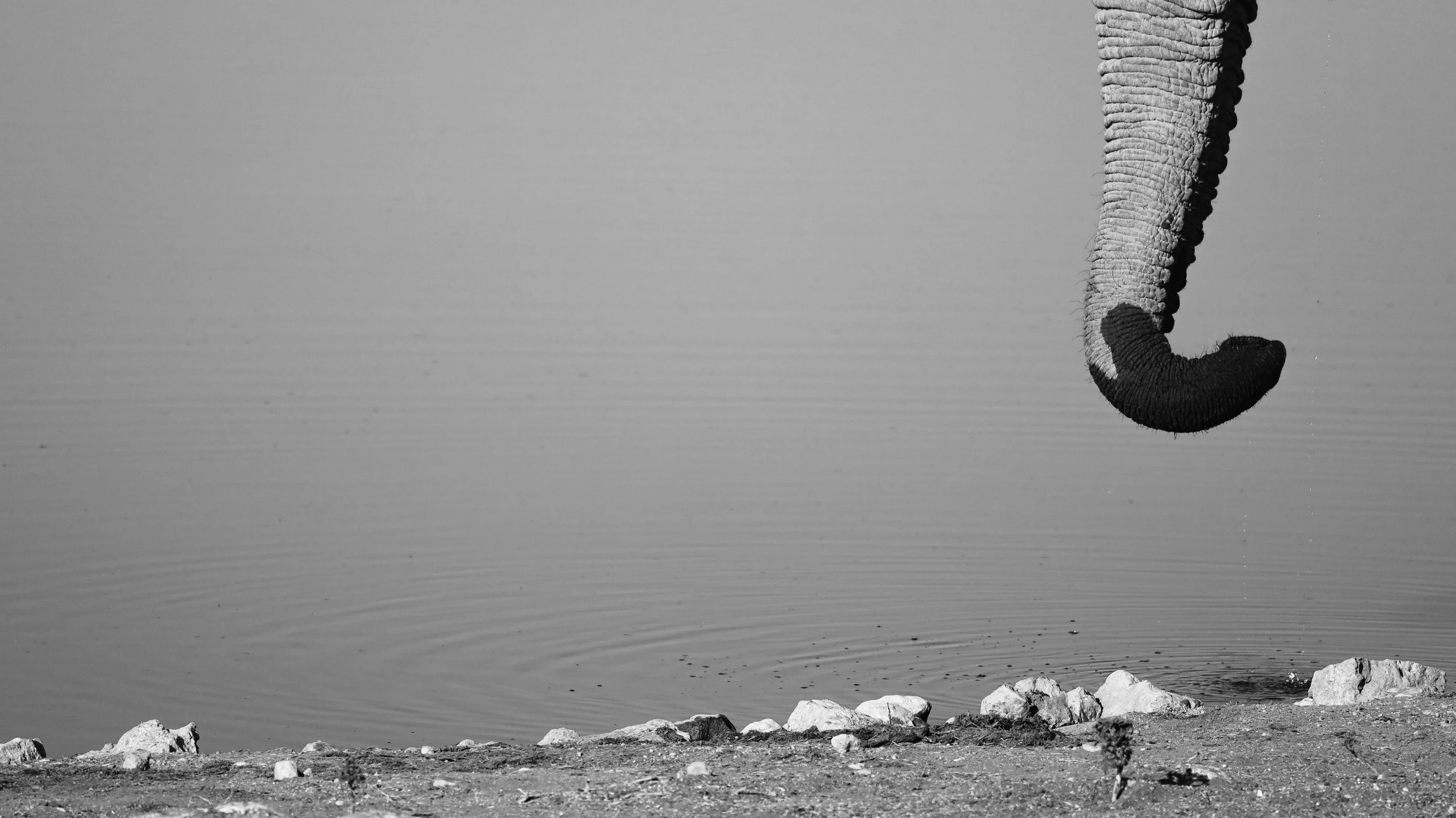 Faune 8 | Namibie - Etosha