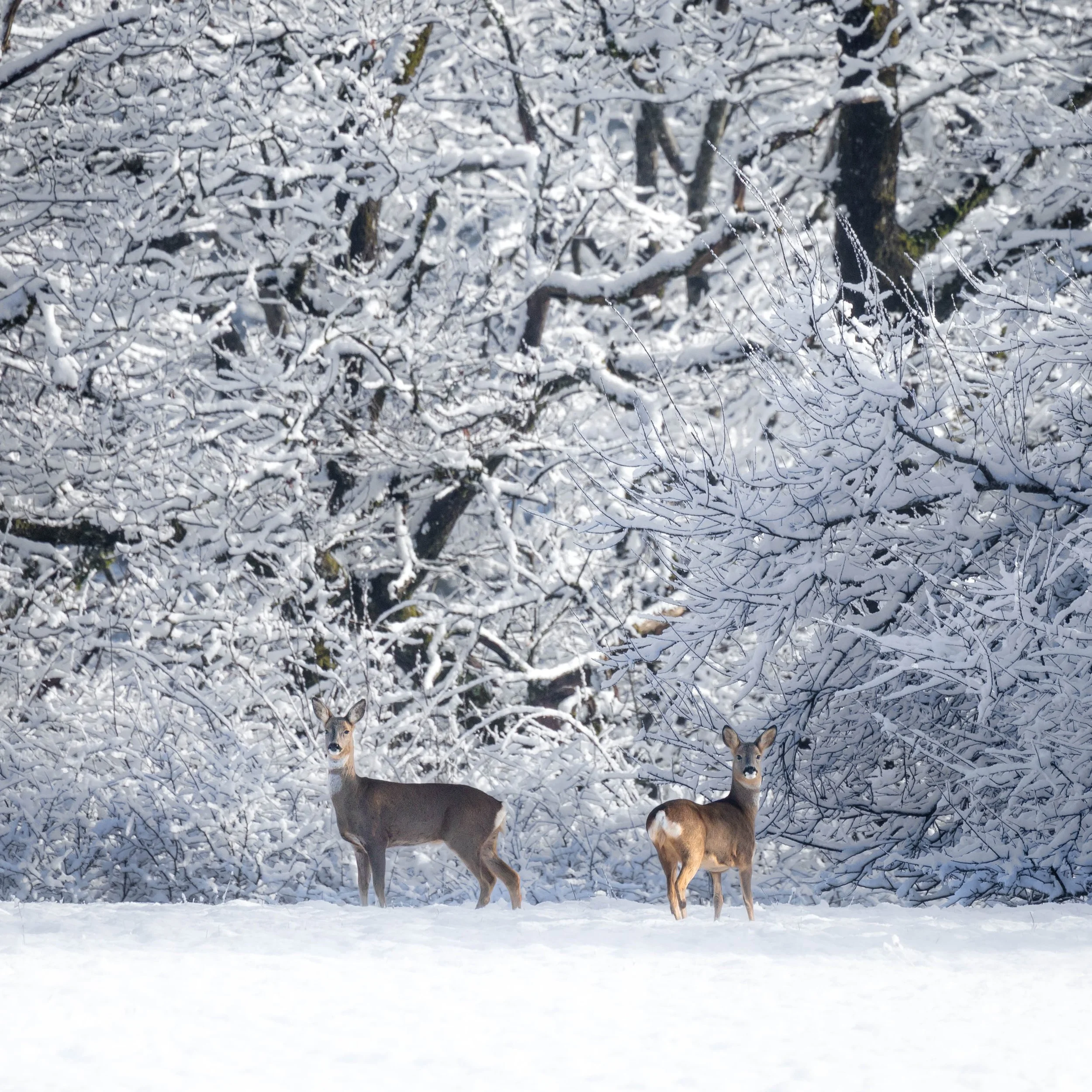 Faune 3 | France - Doubs