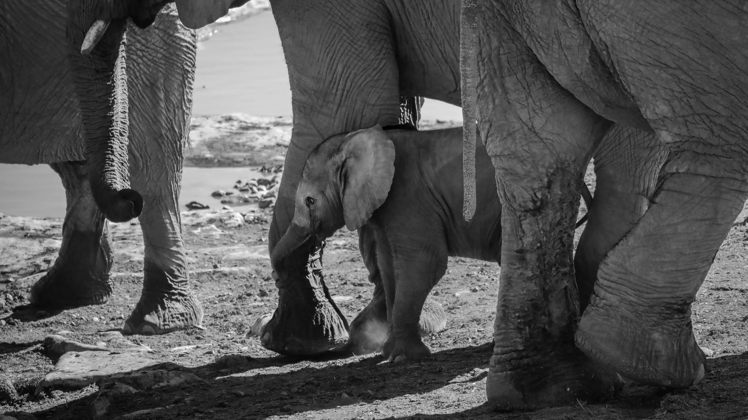 Faune 9 | Namibie - Etosha