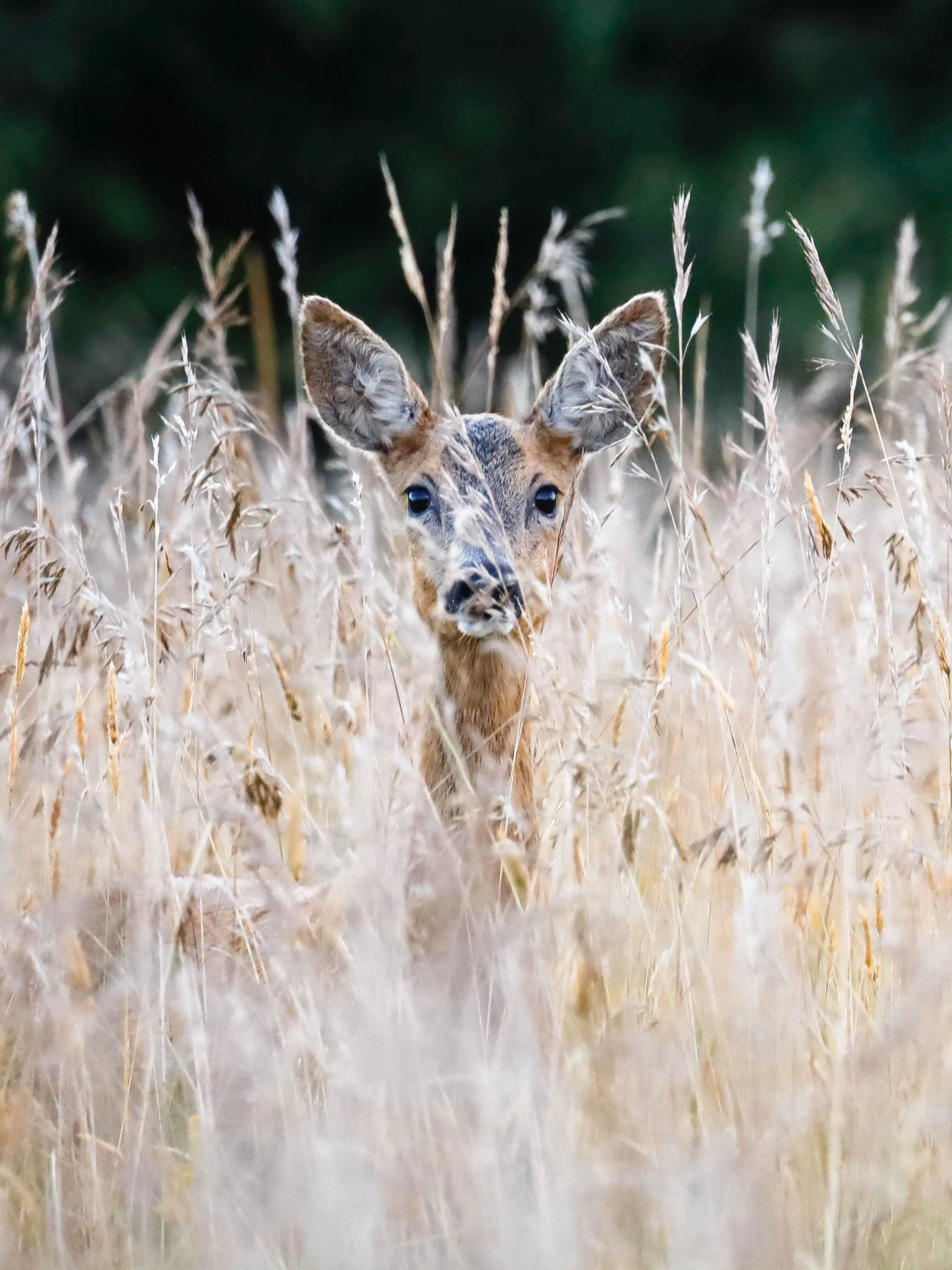 Faune 5 | France - Doubs