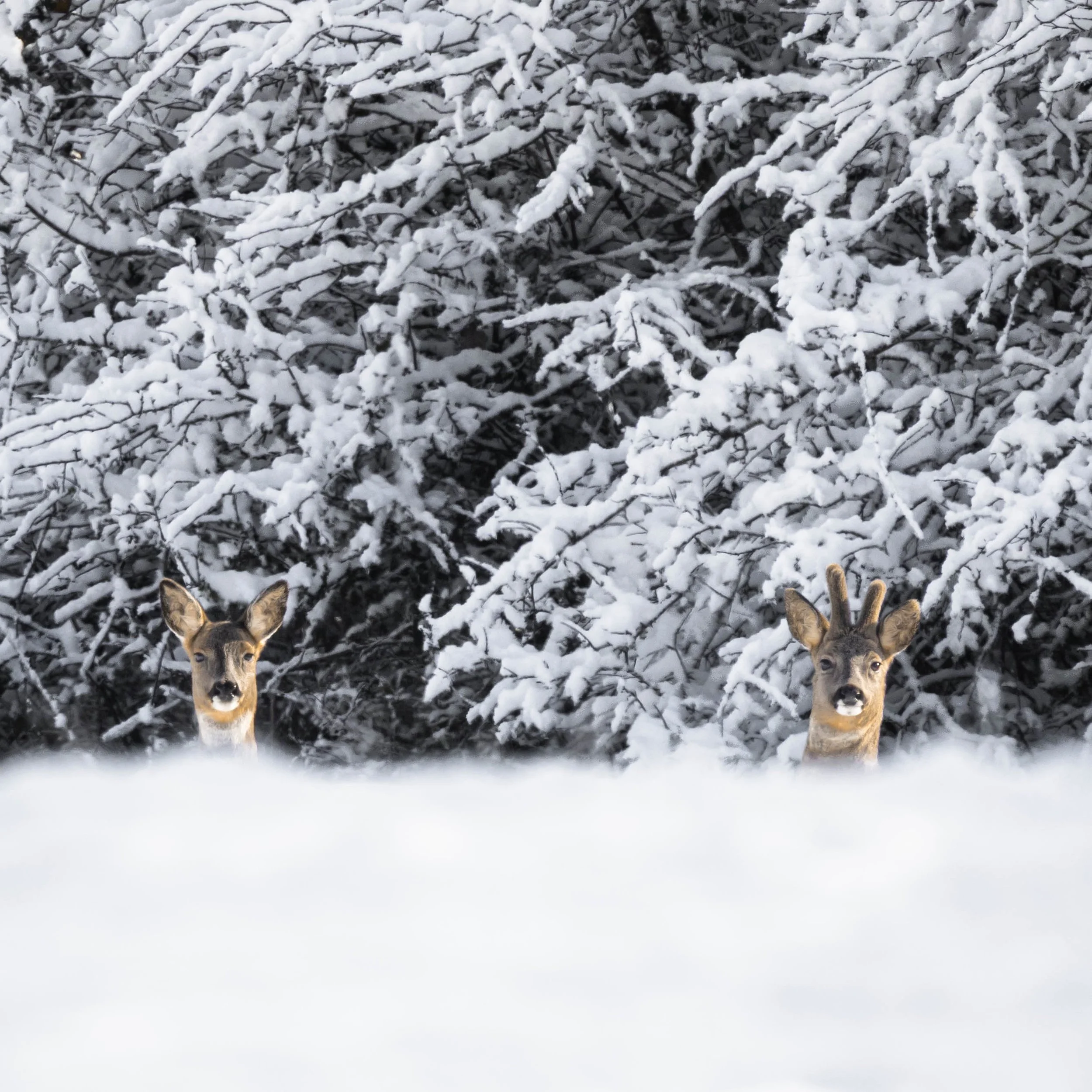 Faune 2 | France - Doubs