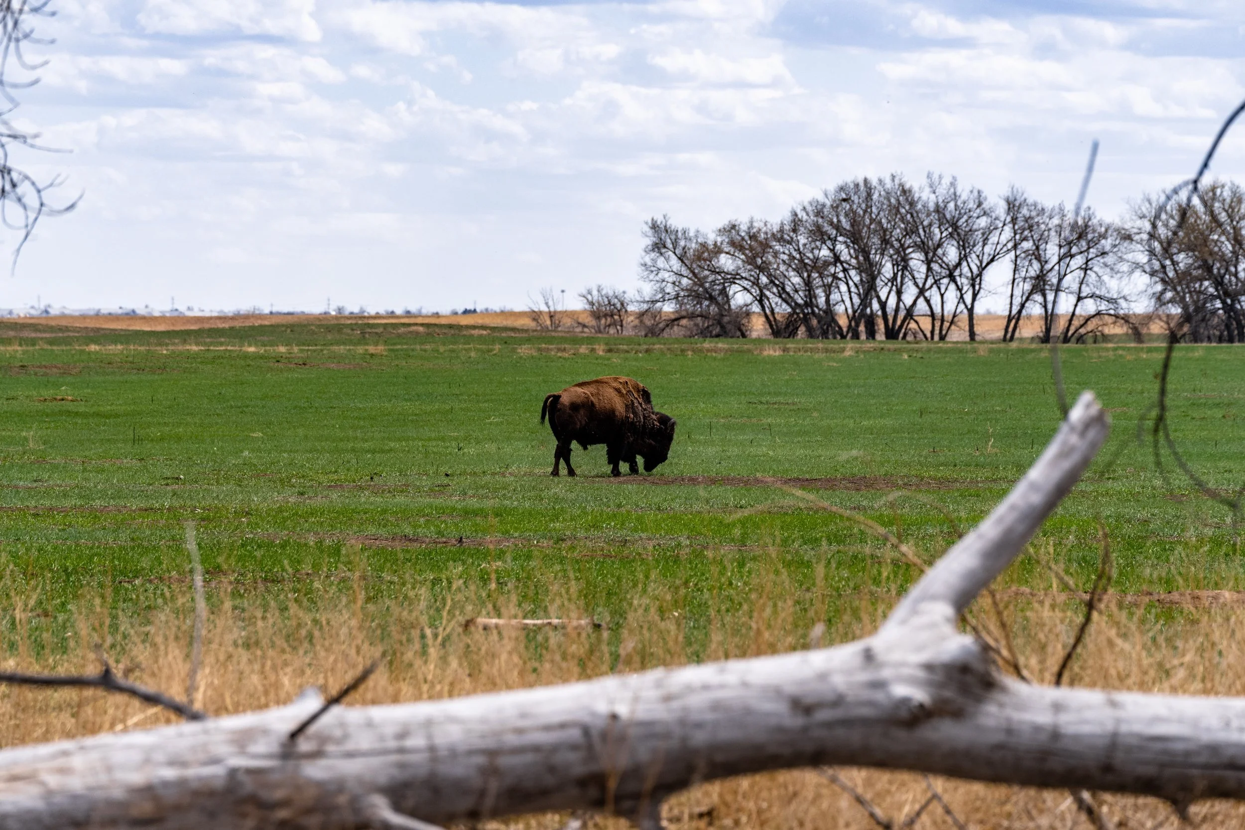 Prairie Bison