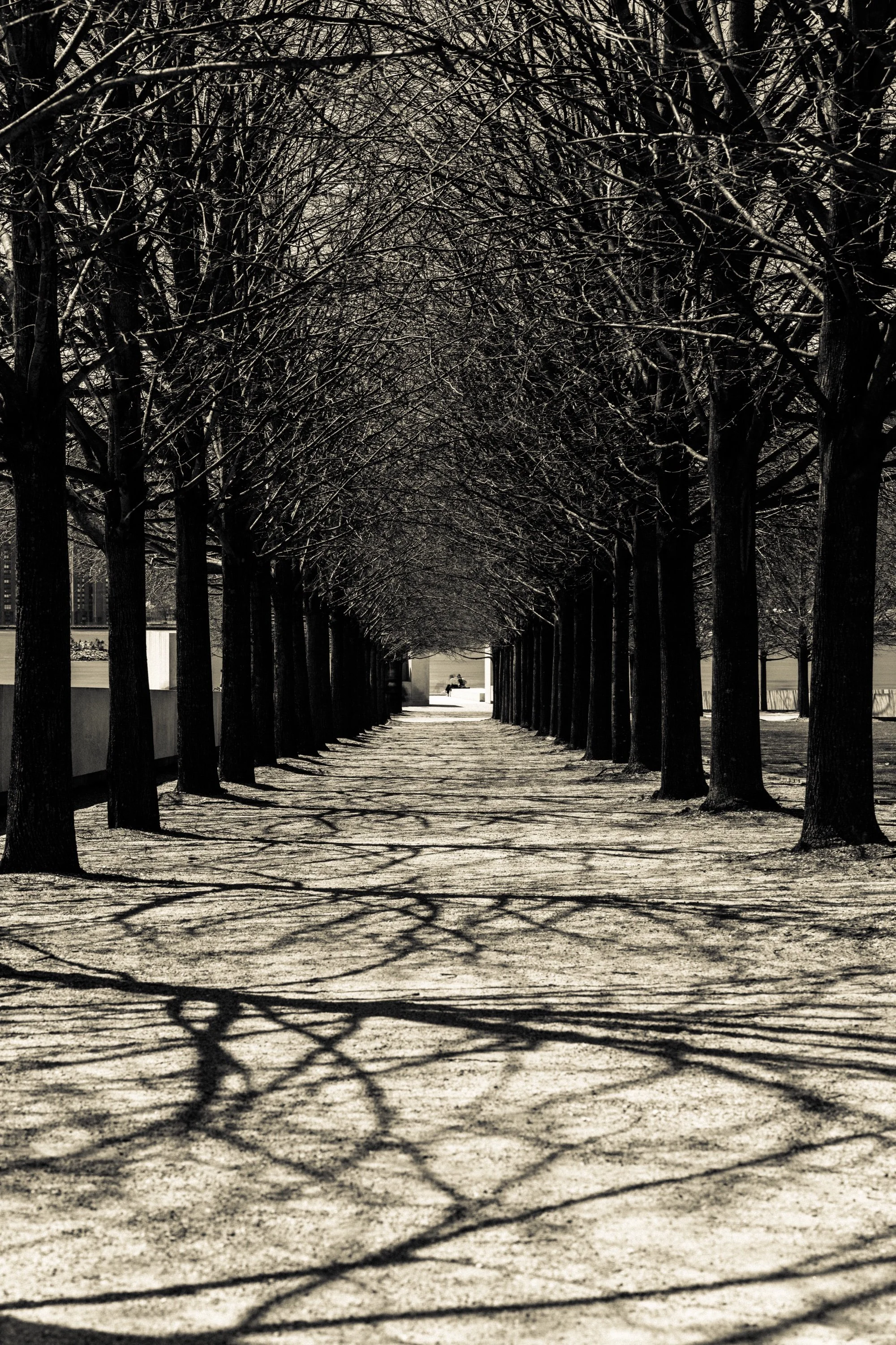 Tree Tunnel