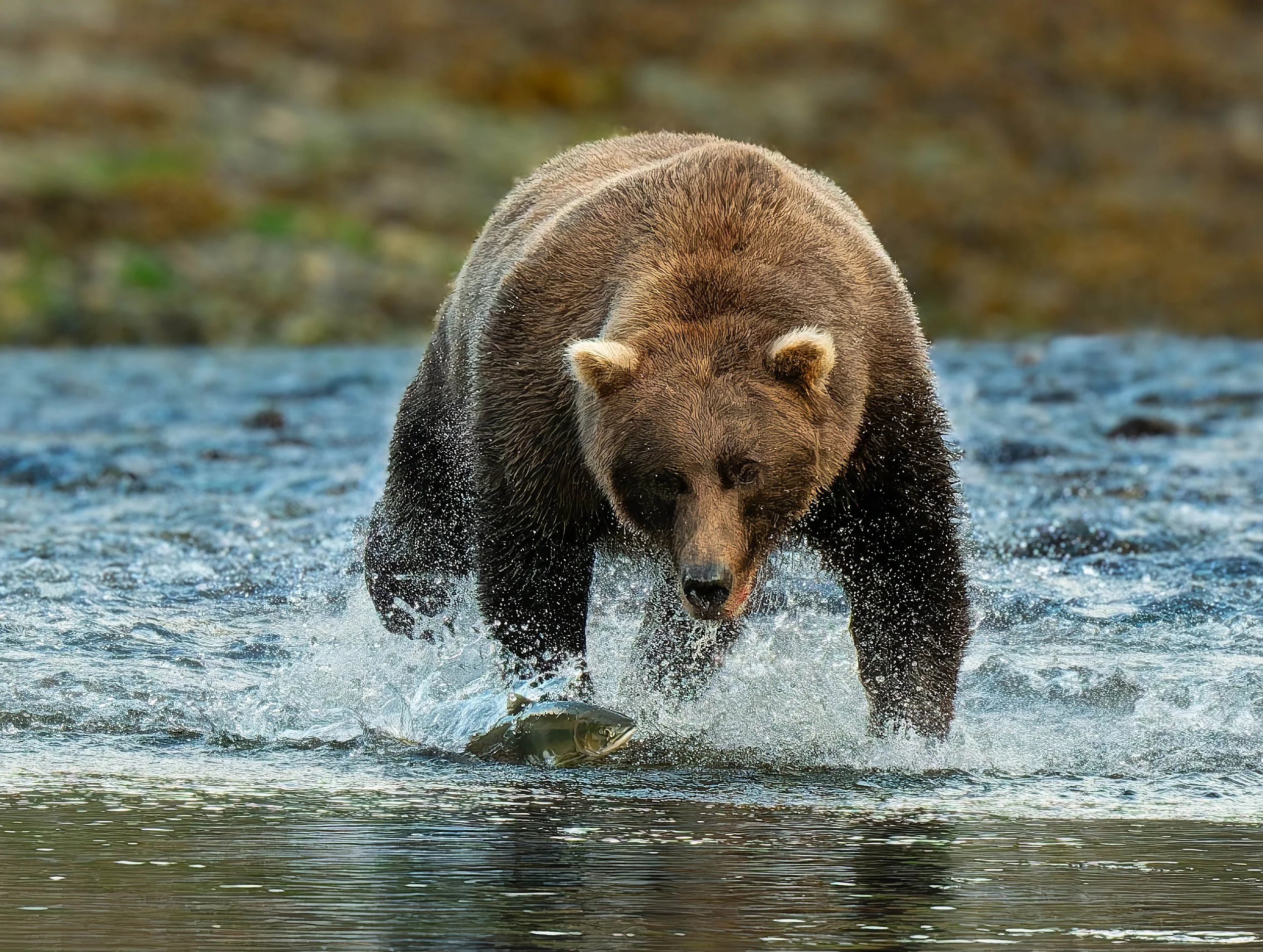 Katmai-5823-ORF-DxO_DeepPRIME XD2-2.jpg