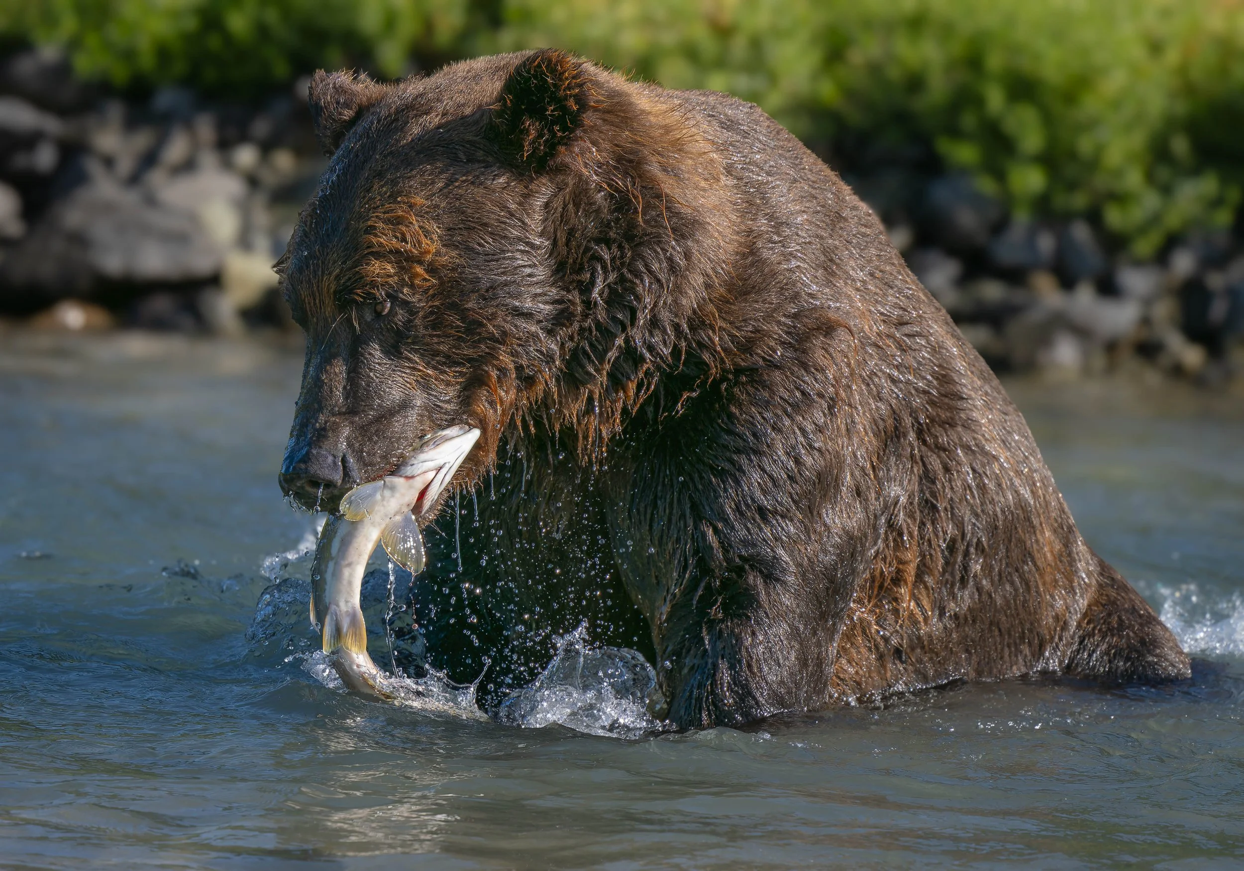 Katmai-4175-ORF-DxO_DeepPRIME XD2.jpg