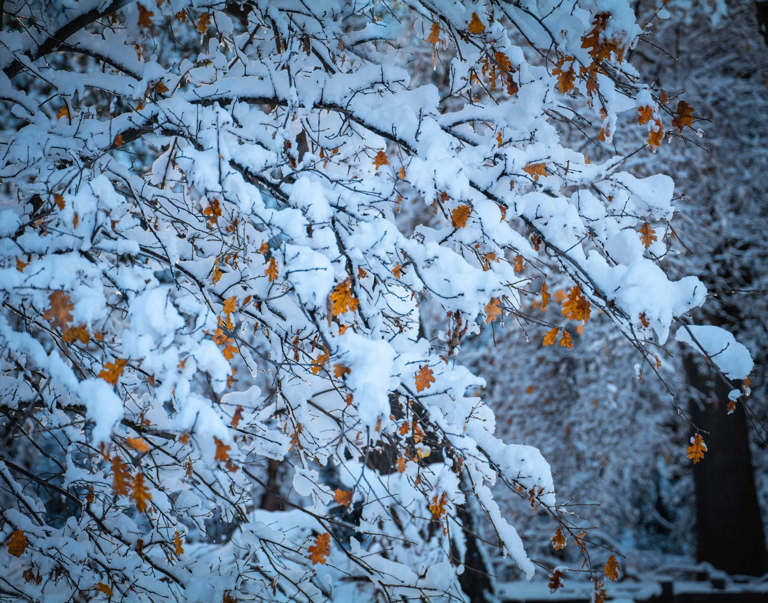 Yosemite - 06.jpg