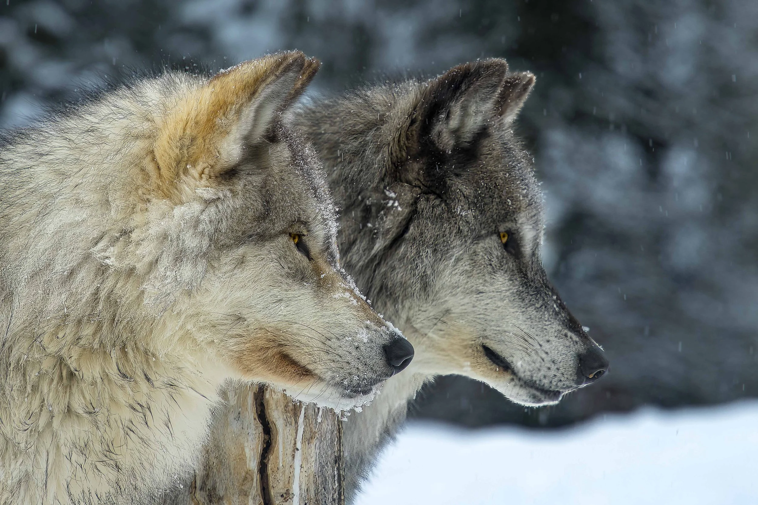 Yellowstone - 01.jpg