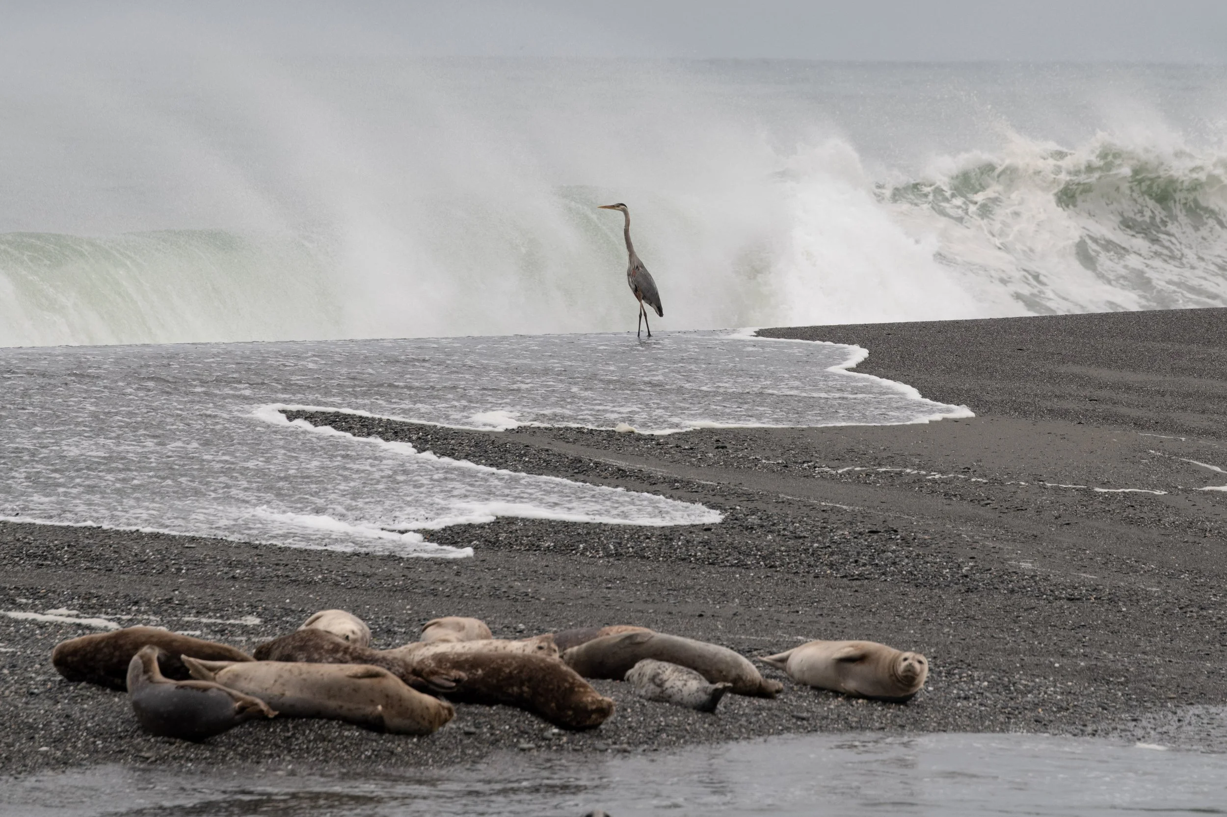 Pacific Coast - 08.jpg