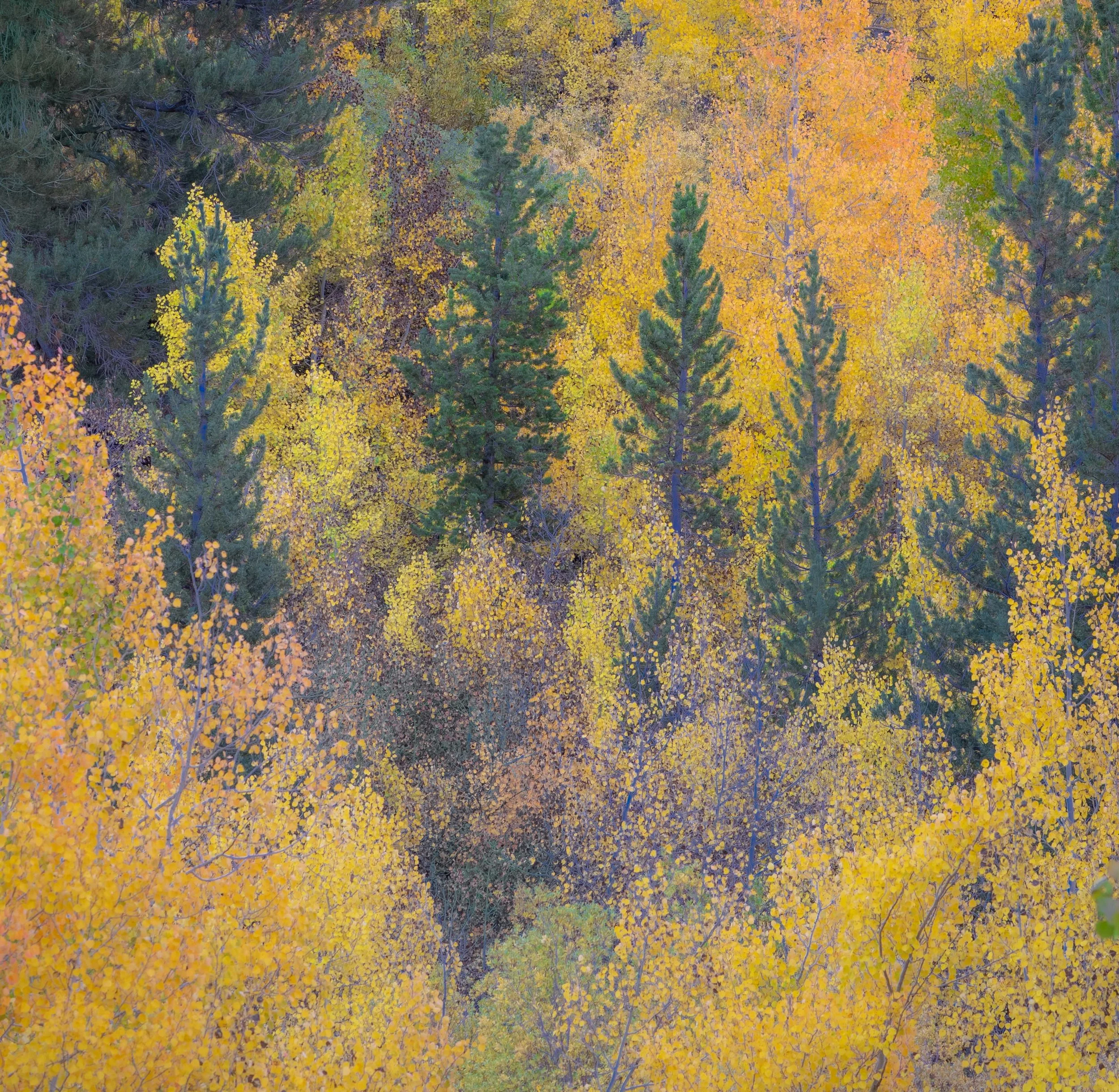Lake Tahoe Eastern Sierras - 07.jpg