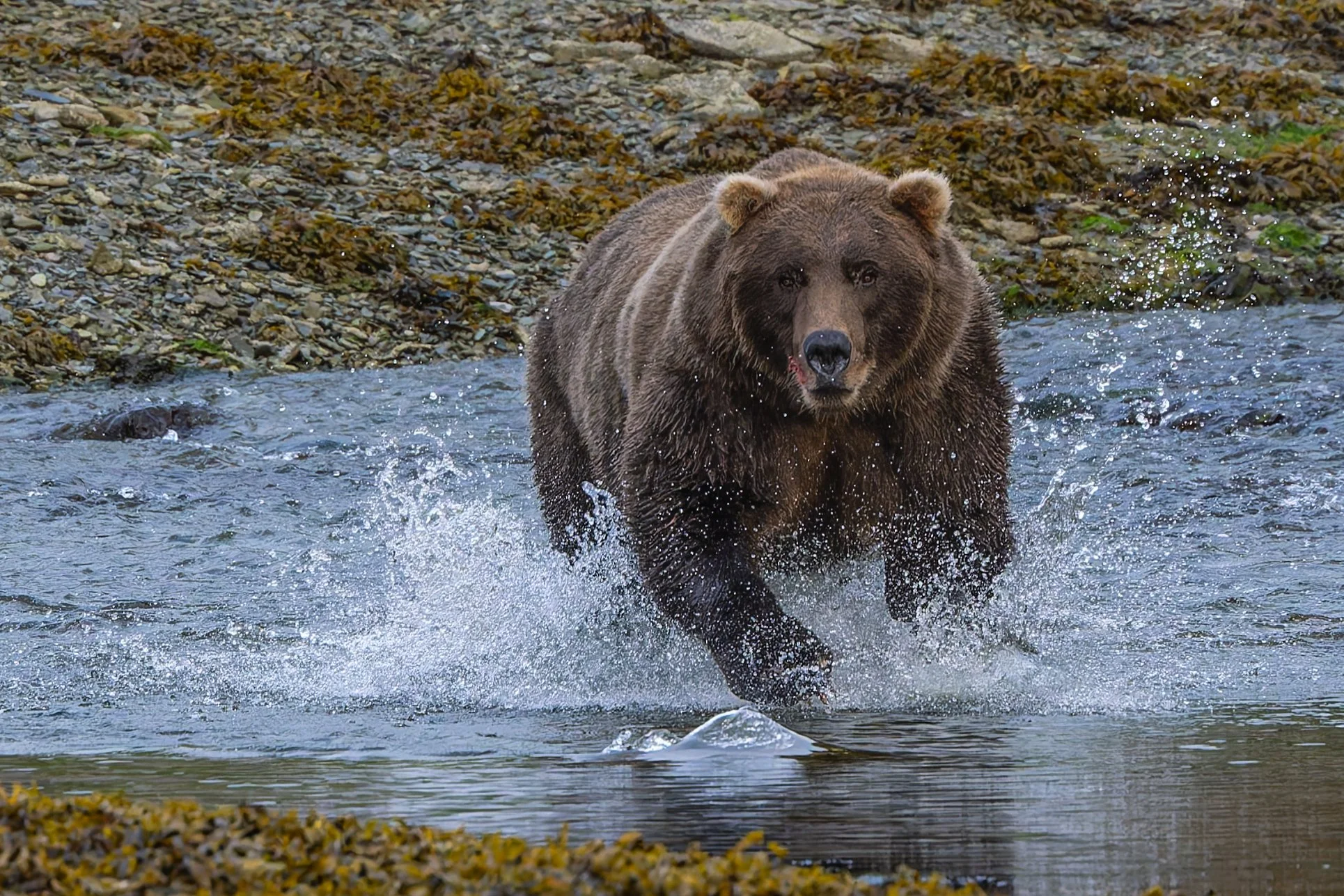 Katmai-5683-ORF-DxO_DeepPRIME XD2.jpg