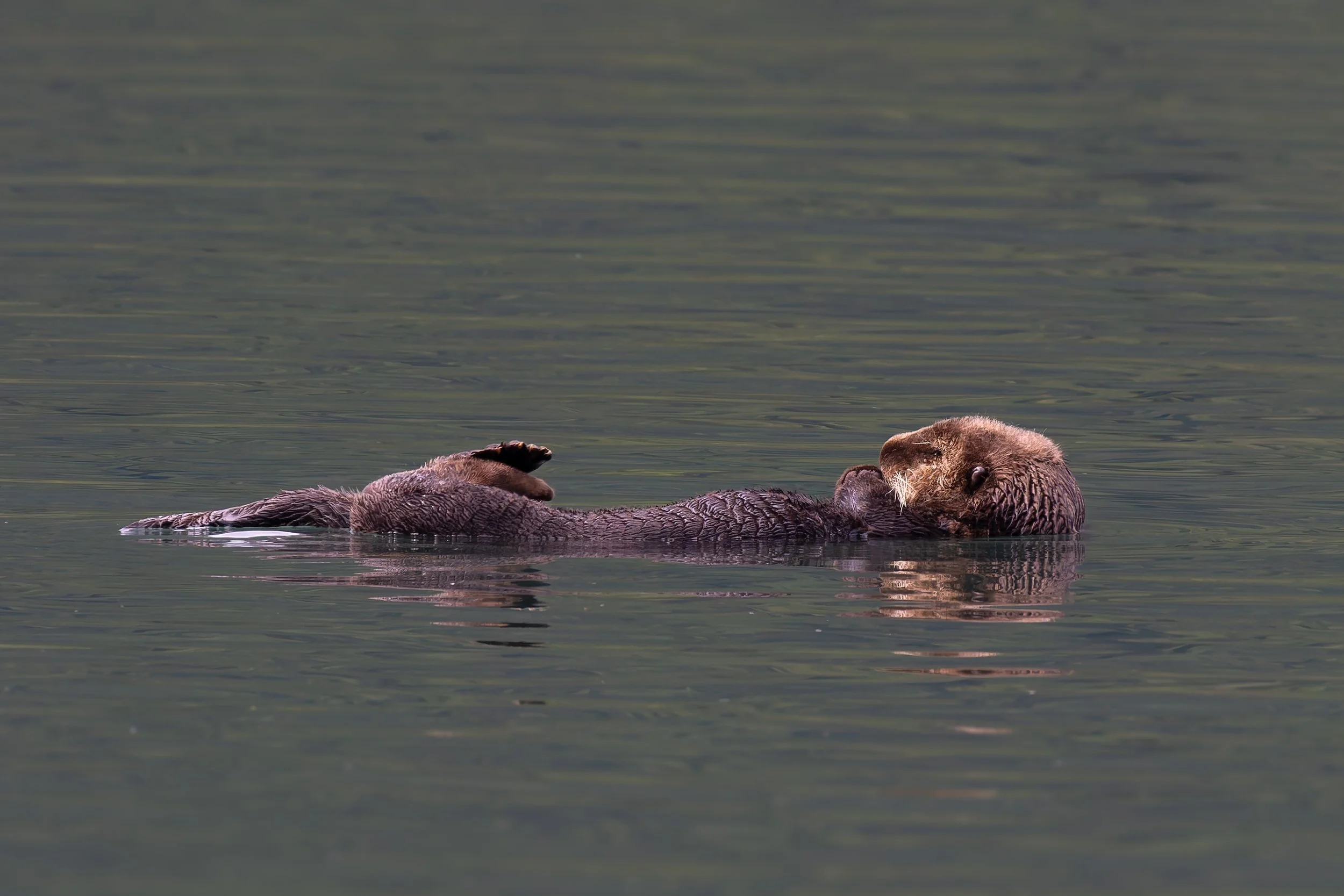 Katmai-0169-ORF-DxO_DeepPRIME XD2.jpg