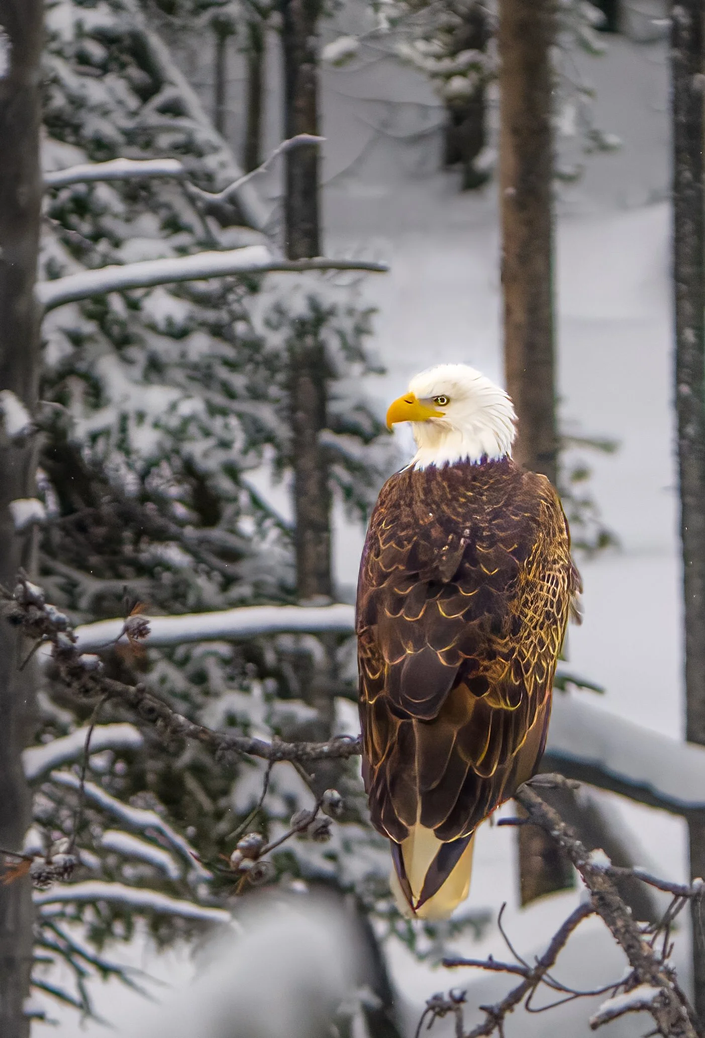Yellowstone - 03.jpg