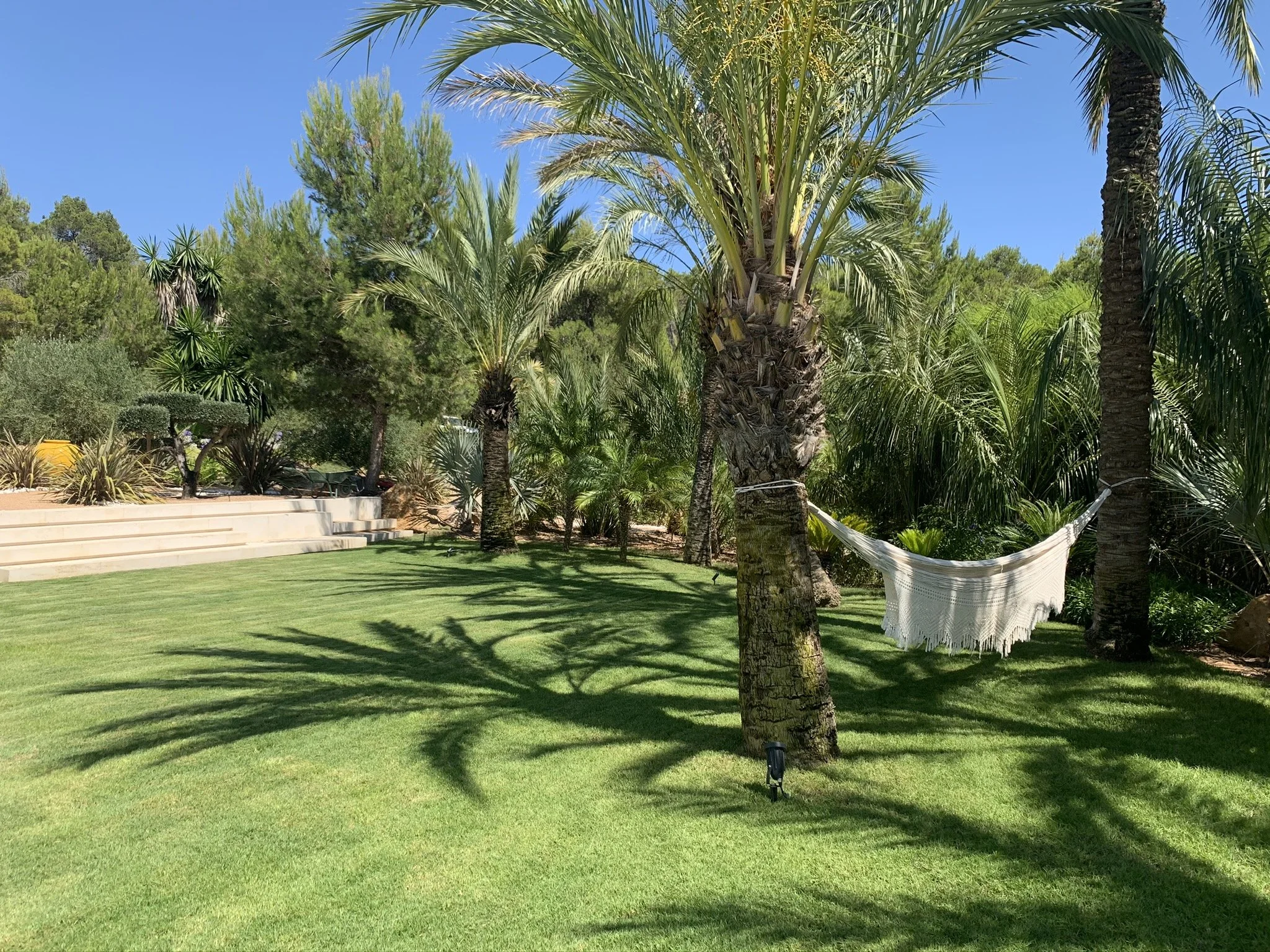 Palm trees