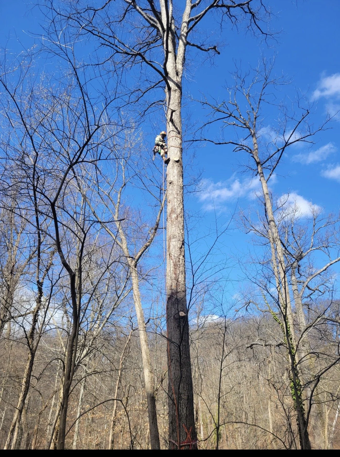 Tree services: a climber working high on a mature tree using ropes and a harness.