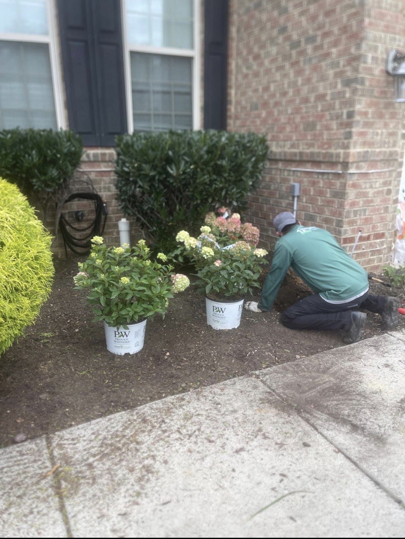 Planting: installing flowering shrubs in a garden bed beside a brick home.