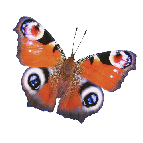 Close-up of a butterfly with orange, black, white, and blue eye spots on its wings.