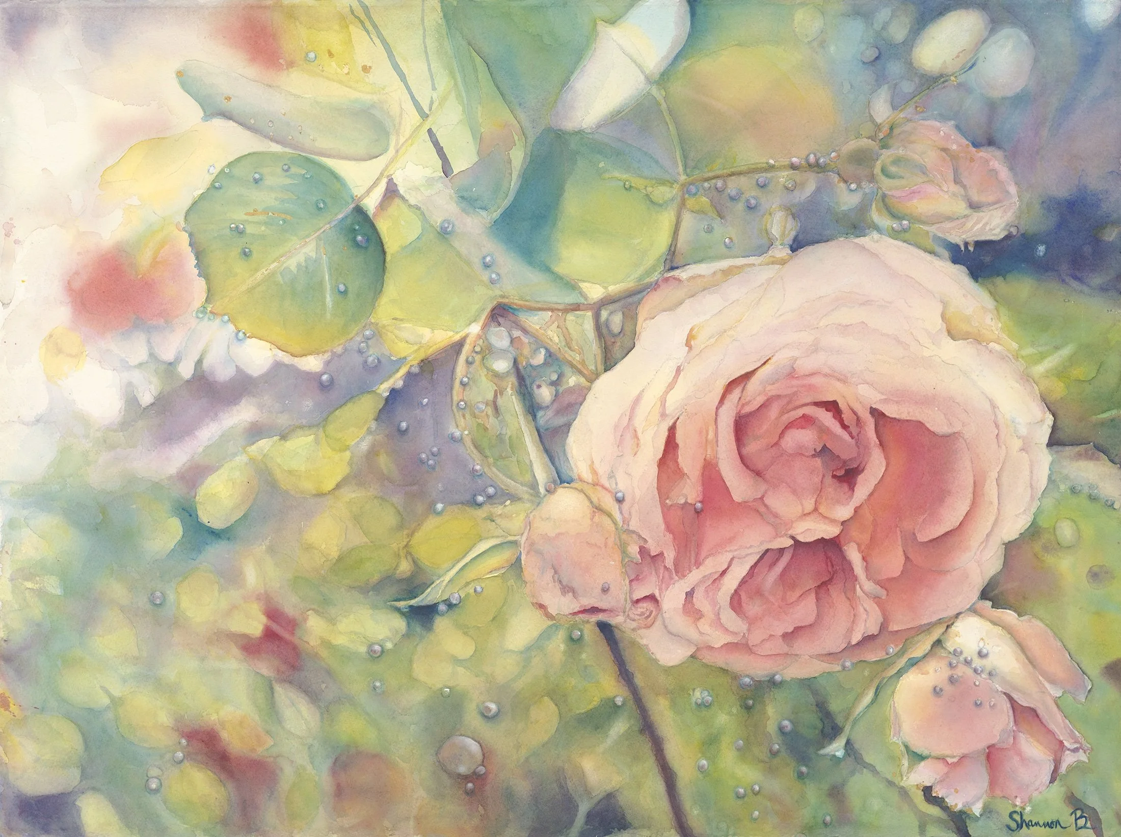 rose w dew.jpeg