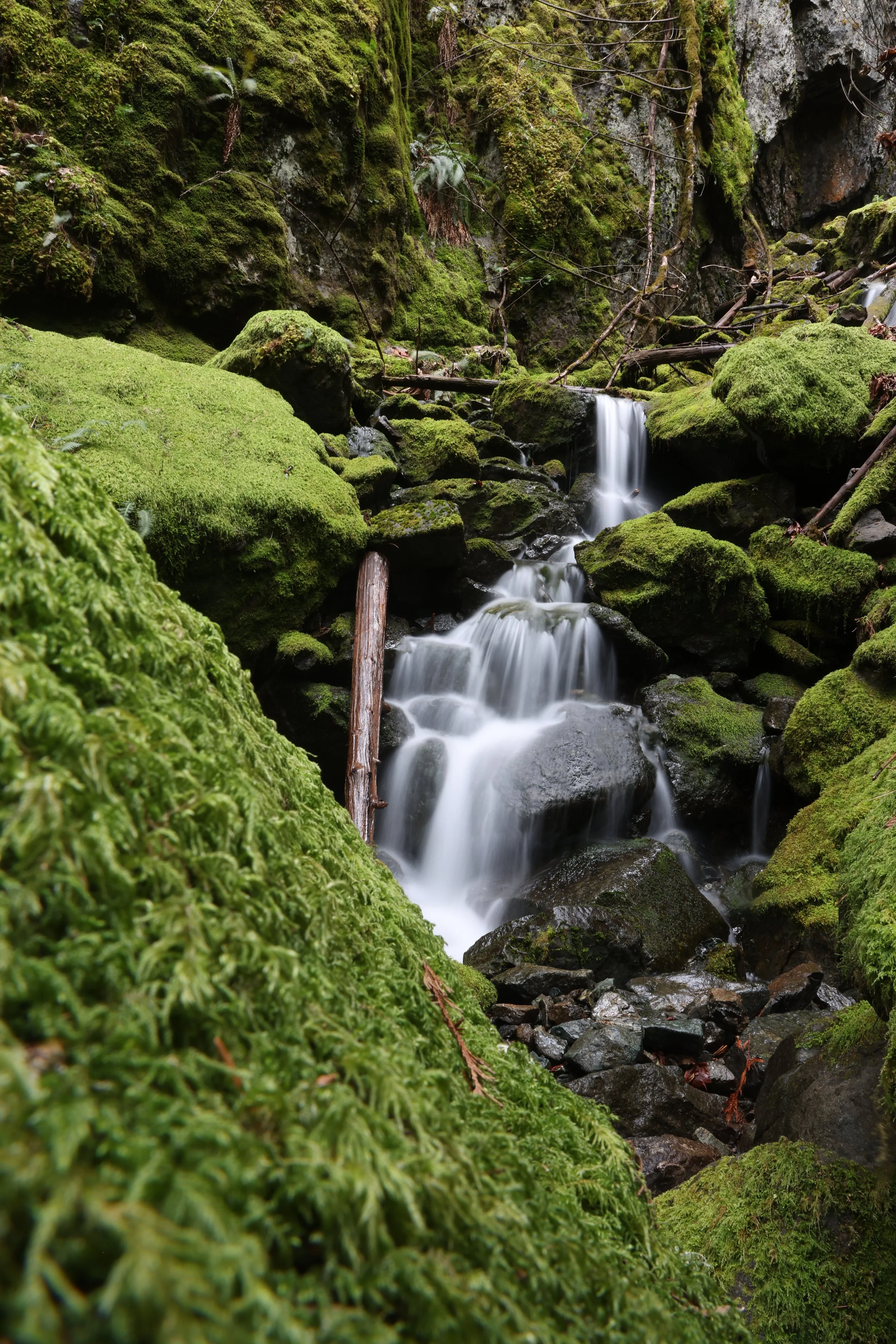 Small waterfall flowing through a lush moss-covered forest gorge with ferns, rocks, and fallen logs