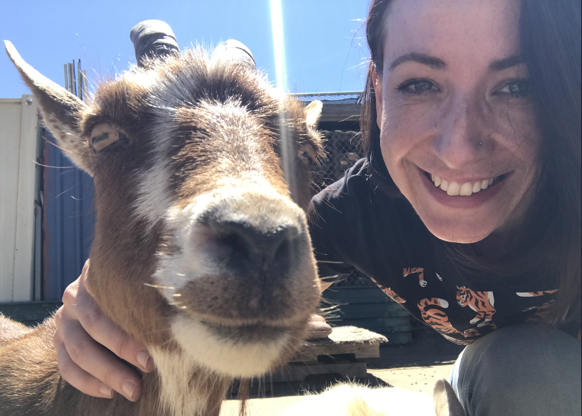 Smiling woman posing with a friendly donkey outdoors in bright sunlight.