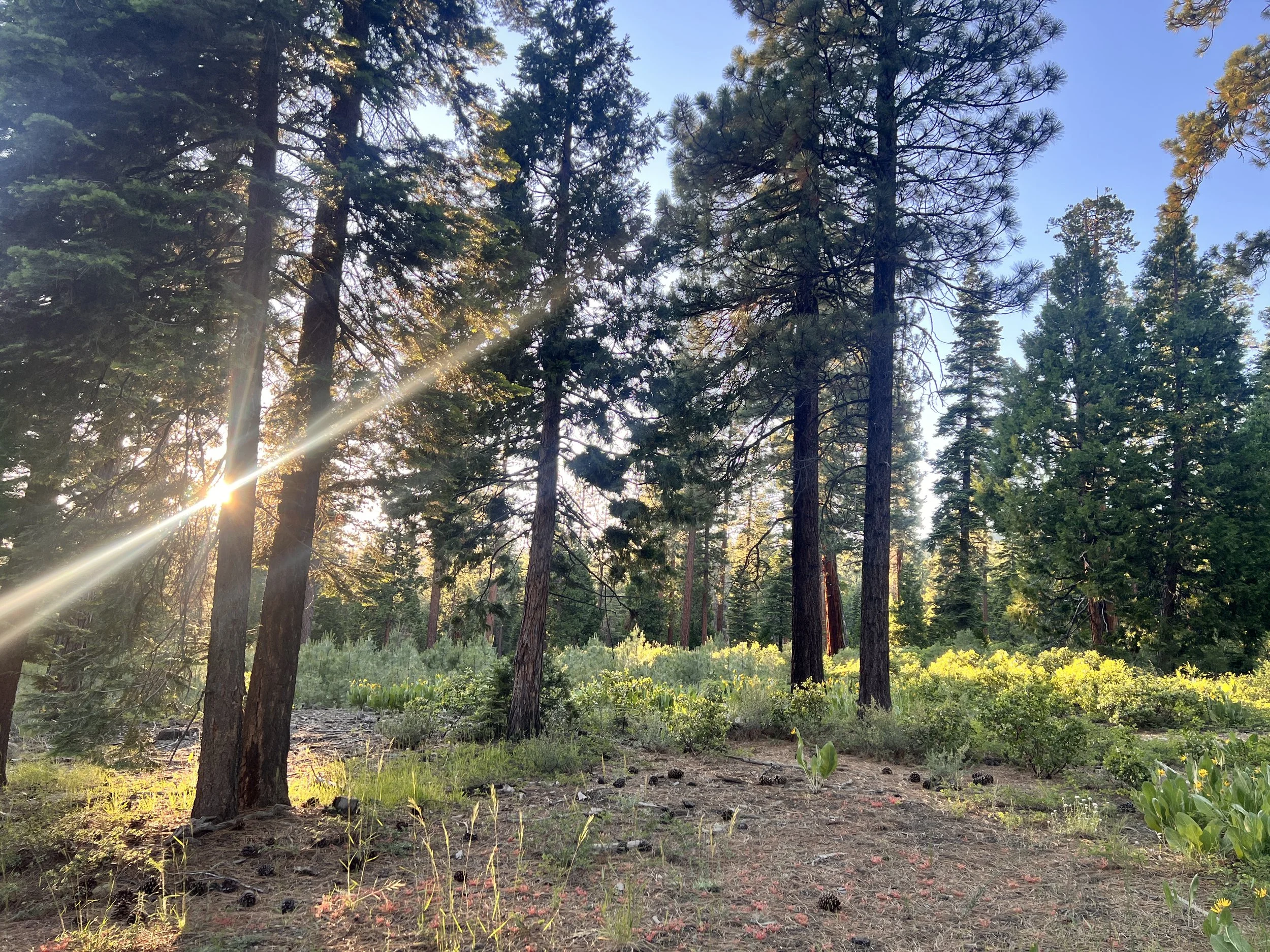 Sunlight streams through tall pine trees in a forest with wildflowers and green understory.