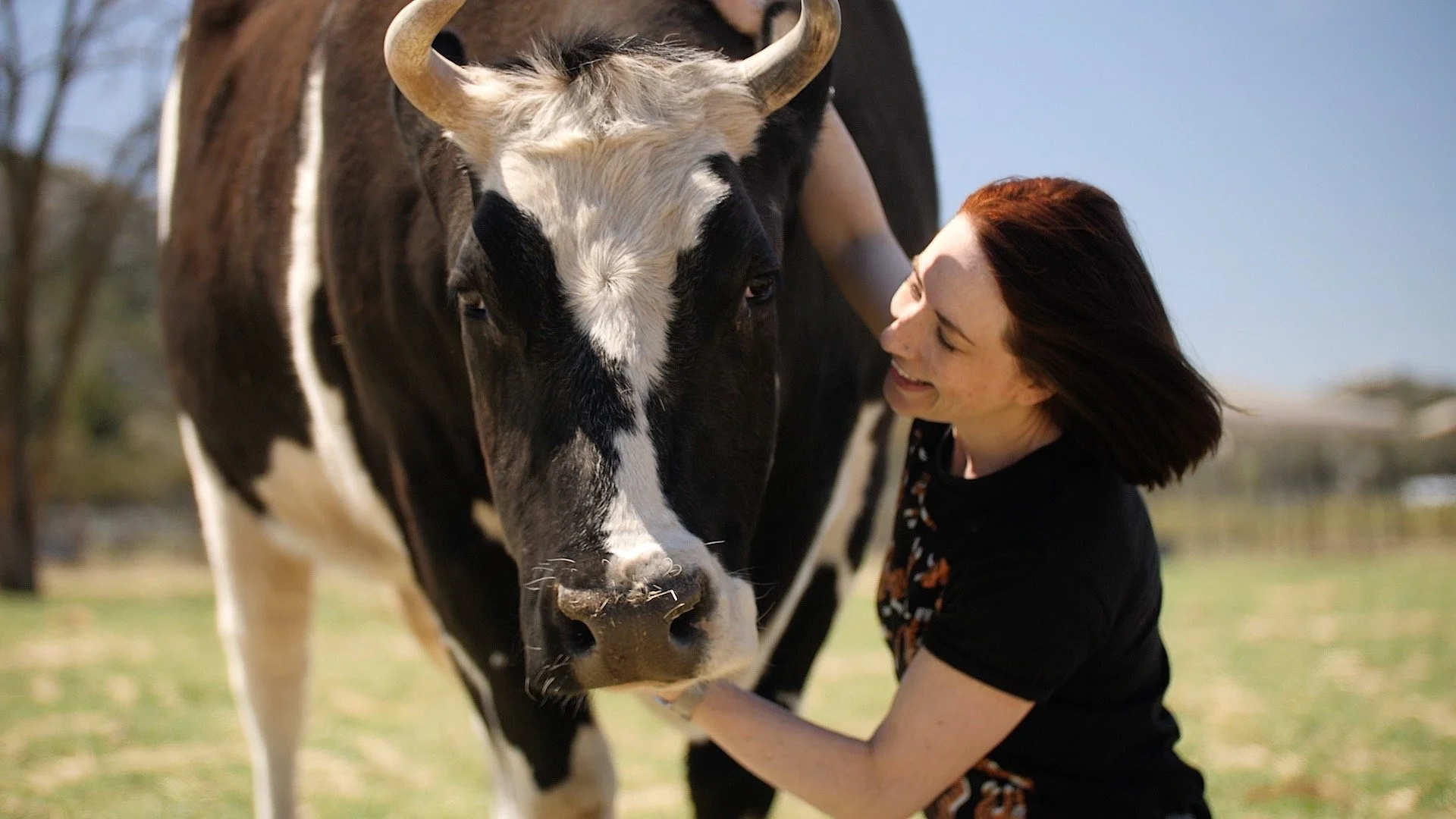 Woman smiling beside a large black-and-white horned cow in a pasture