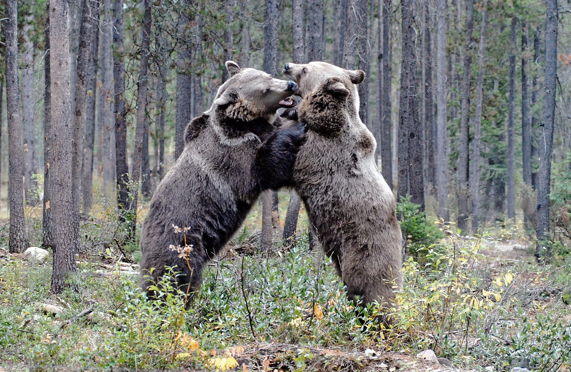 grizzlies_314357020_o.jpg