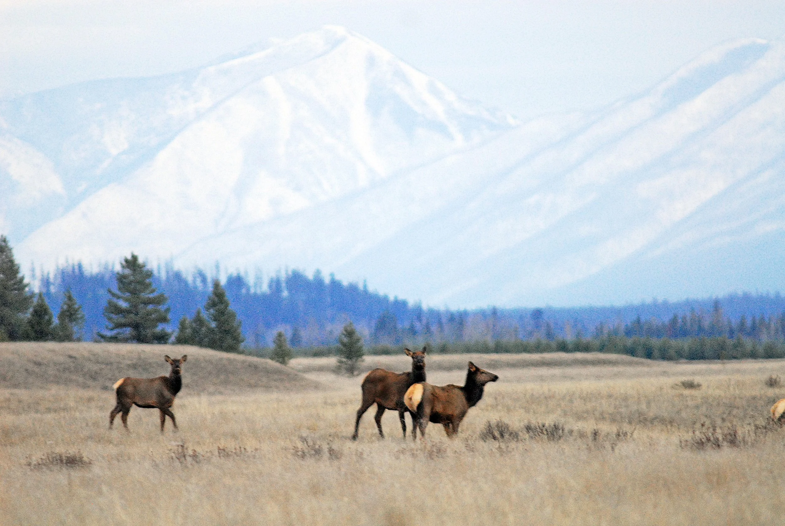 elk_314297129_o.jpg