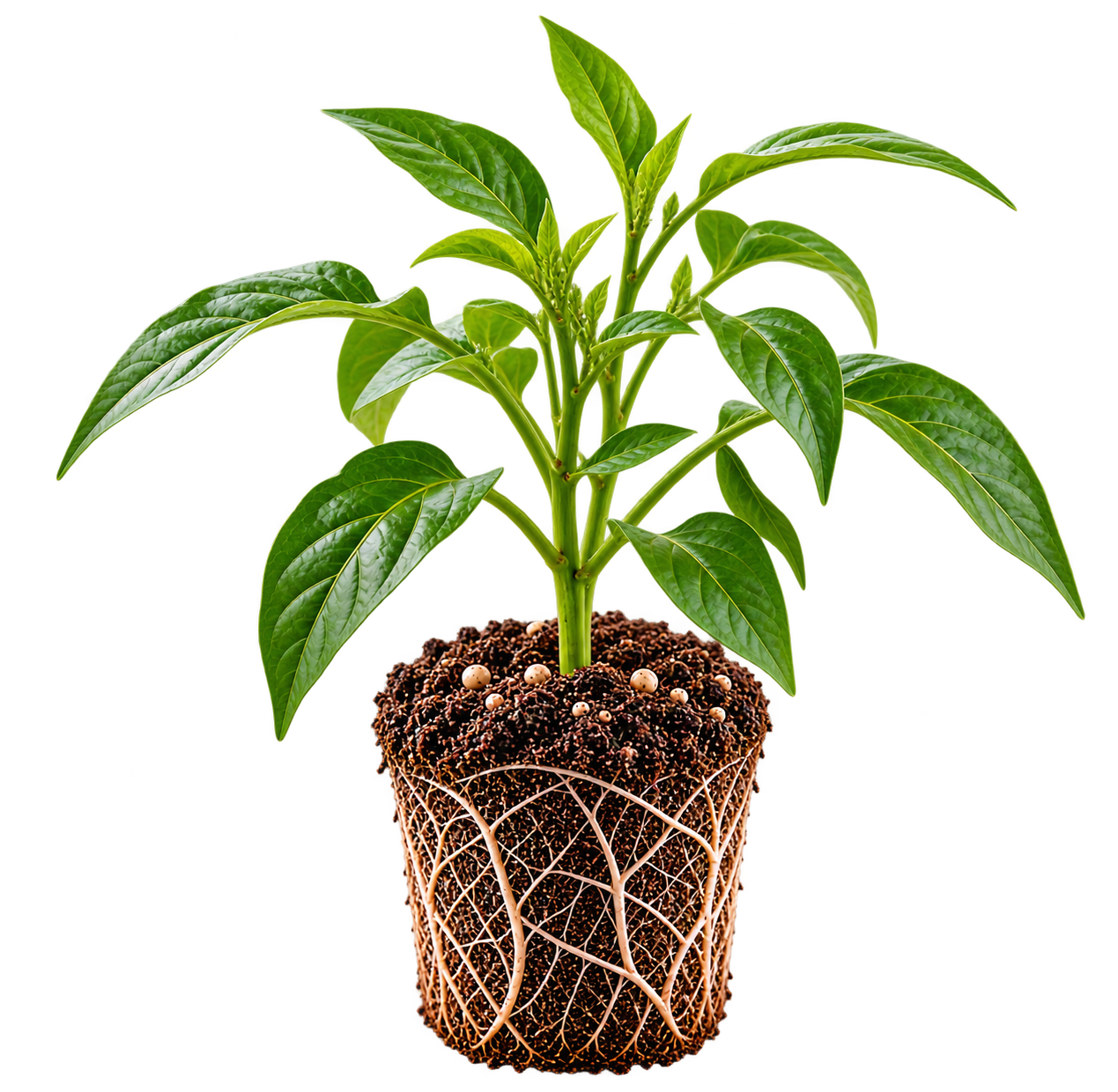 Chilli