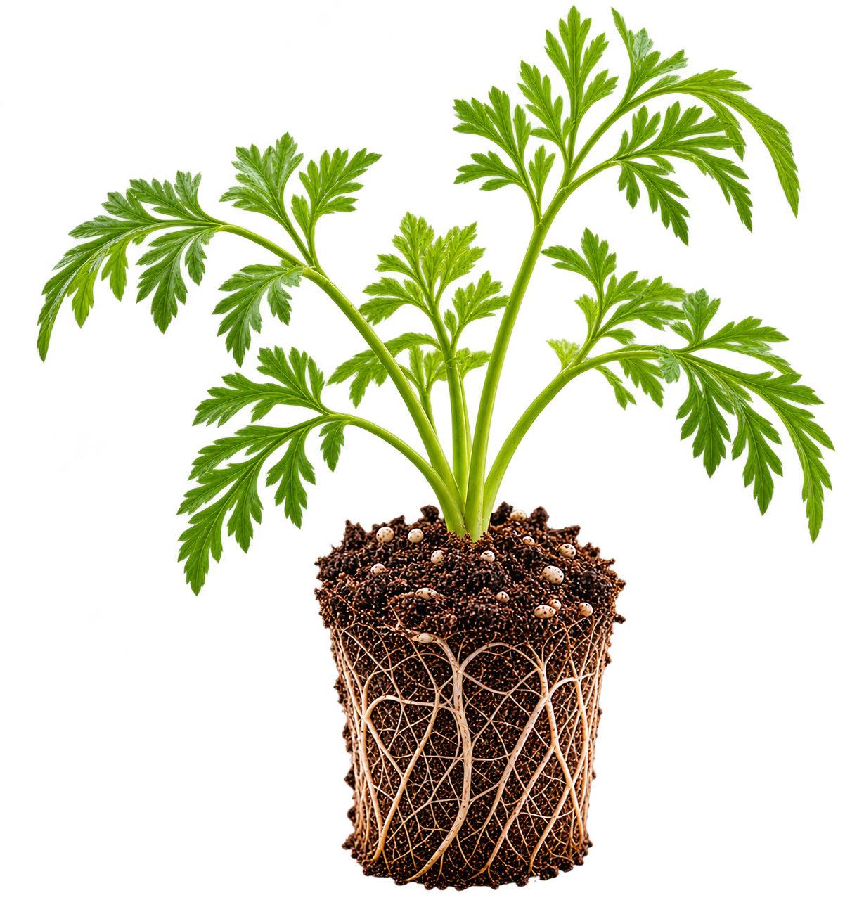 Feathery Seedling with Root Plug.png