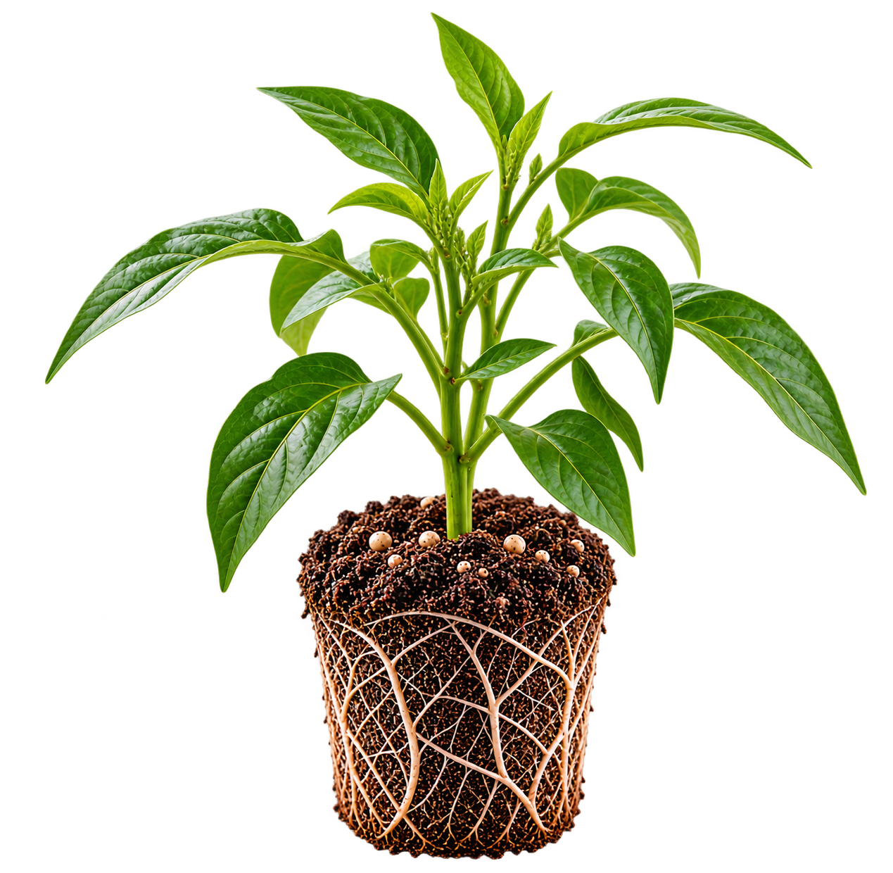 Young Pepper Seedling with Root Plug.png