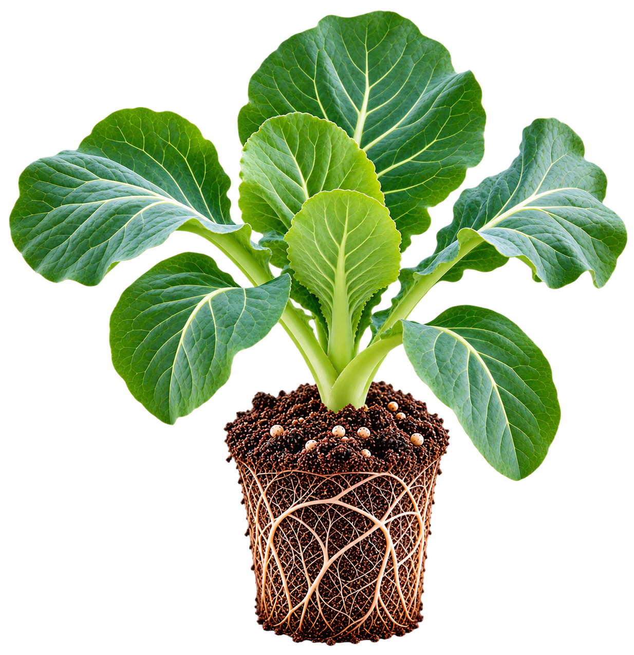 Cabbage