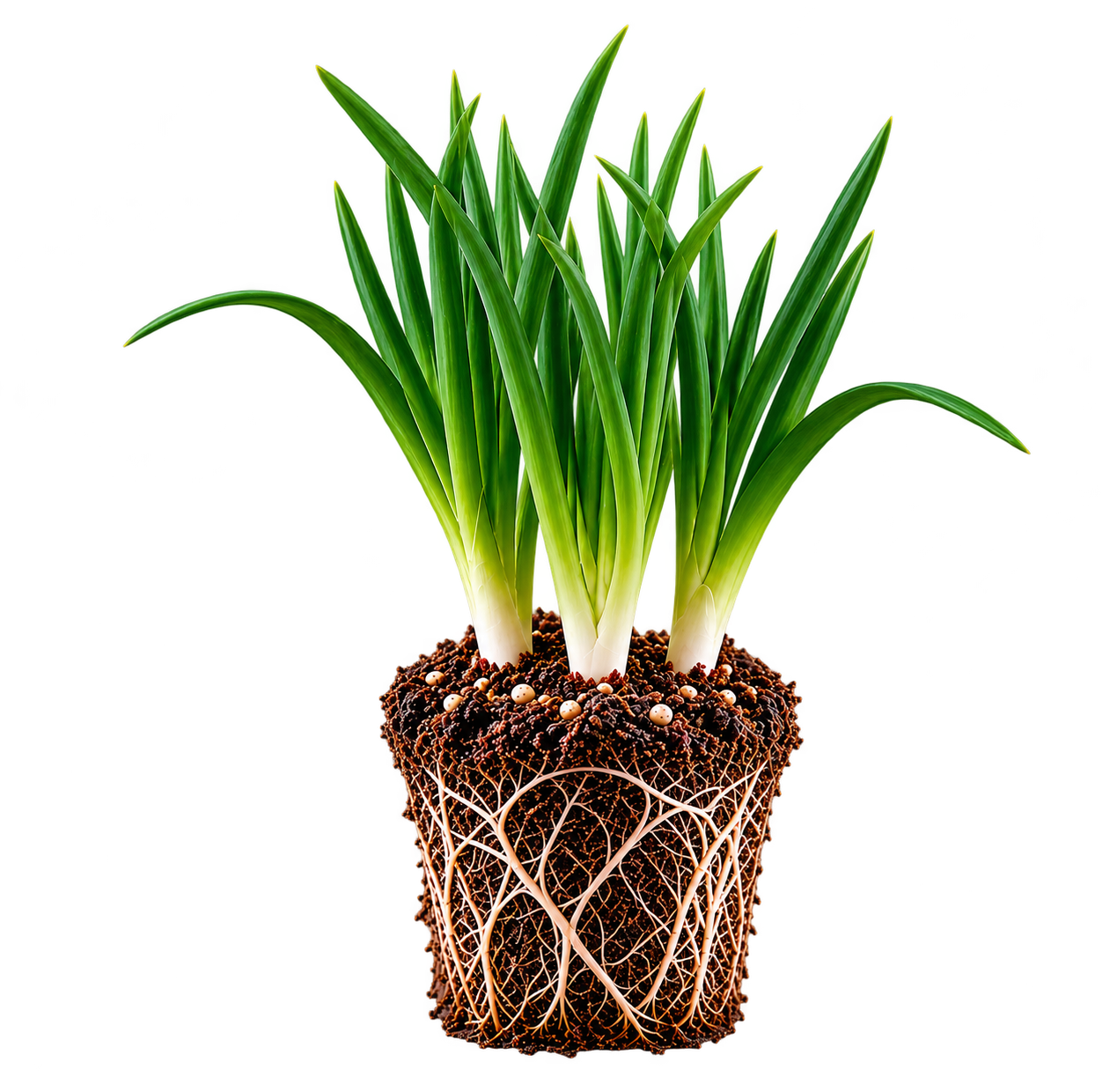 Green Onion with Roots and Soil Plug.png