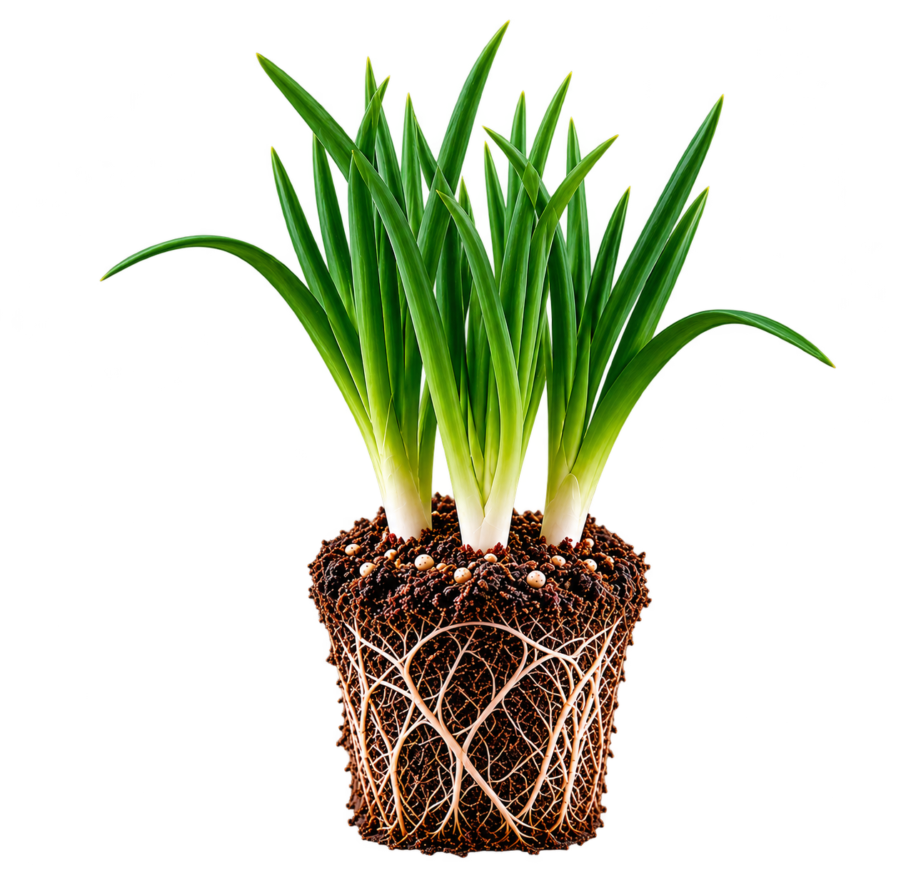 Onion