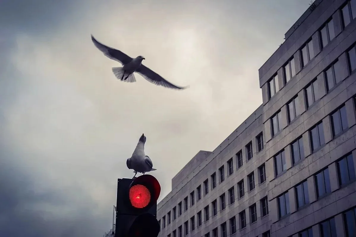 Seagull perched on a red traffic light as another seagull flies overhead beside an office building. Photo by Jon Rees.
