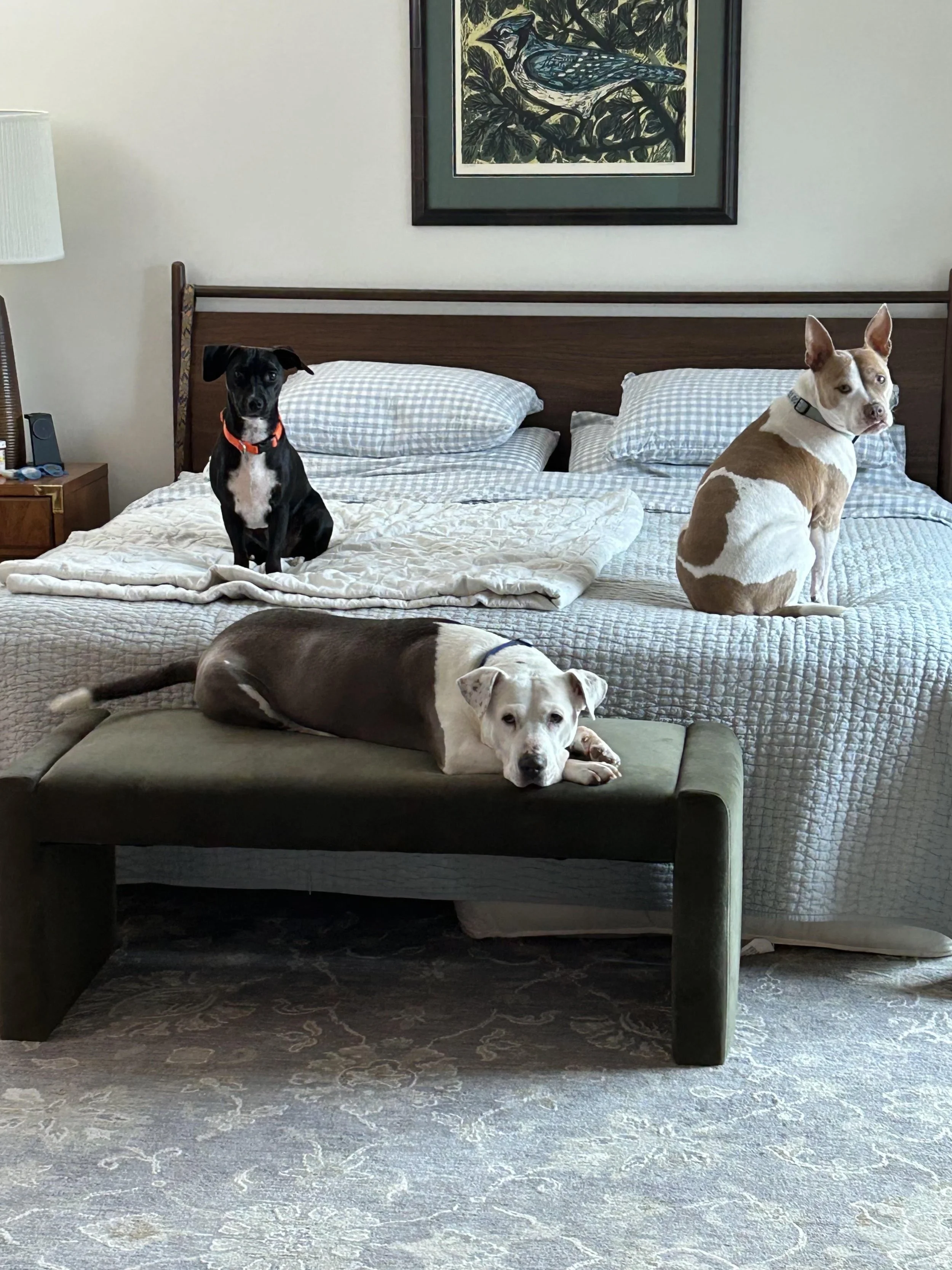 Three dogs relaxing on a bed and armchair in a bedroom, with framed bird artwork above the headboard.