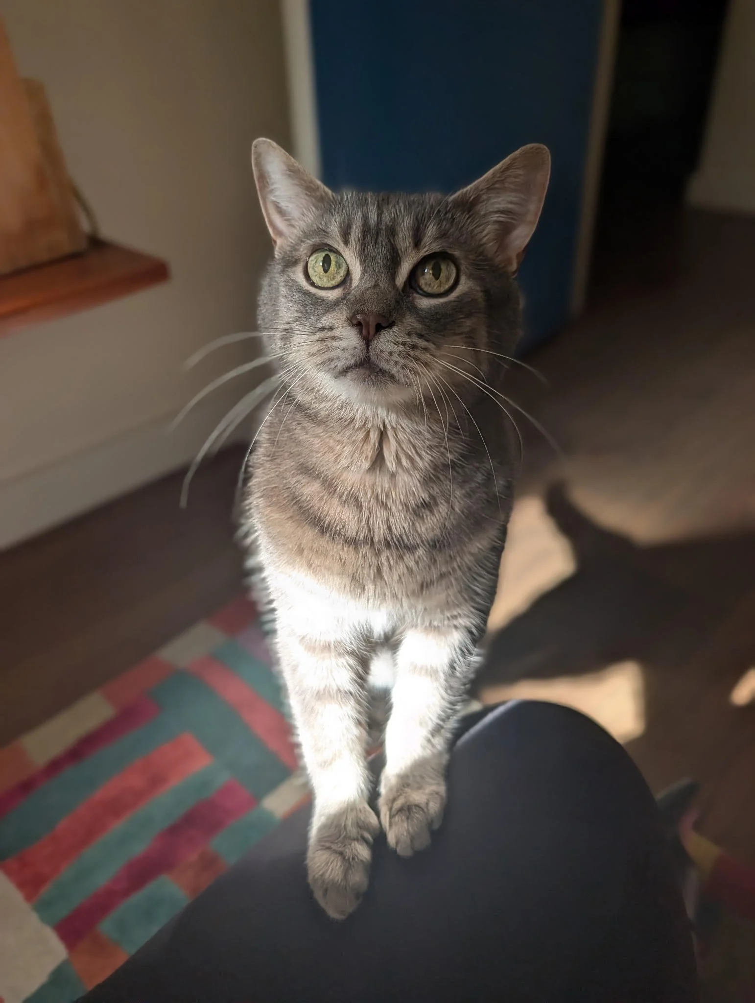 Gray tabby cat sitting on a person's lap in sunlight