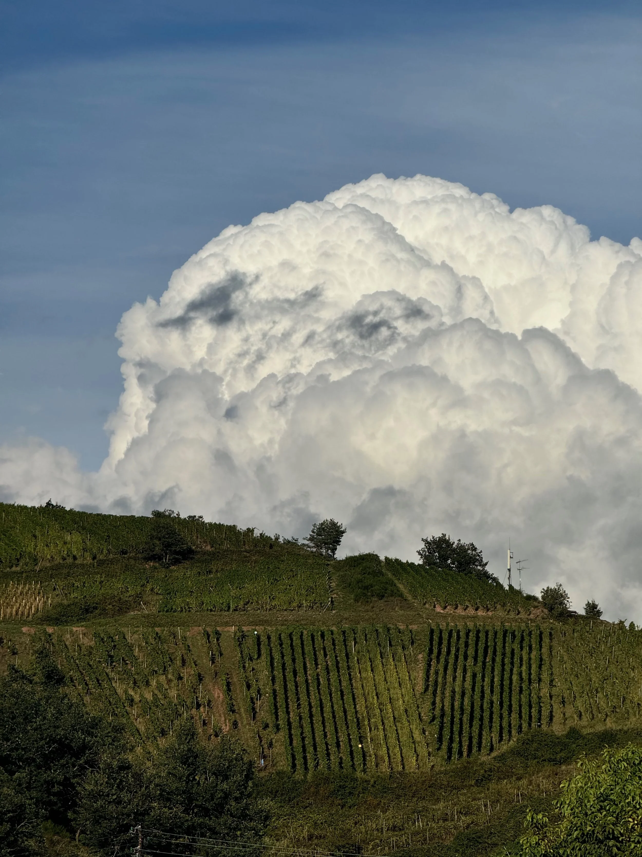 albert-boxler-alsace-1.jpeg