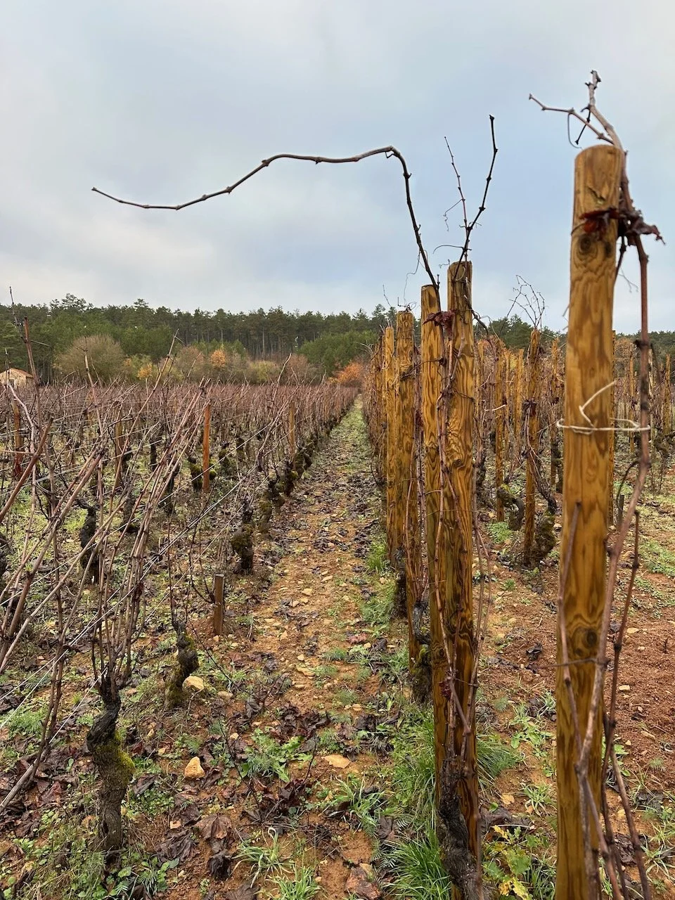 Guilbert-Gillet-Savigny-les-beaune-01.jpeg