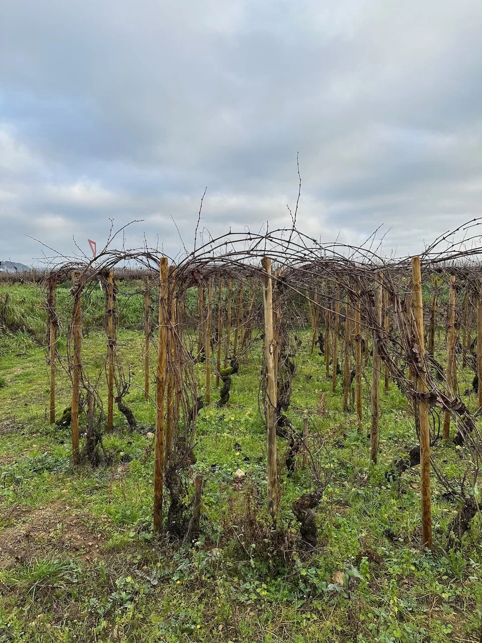 Guilbert-Gillet-Savigny-les-beaune-02.jpeg