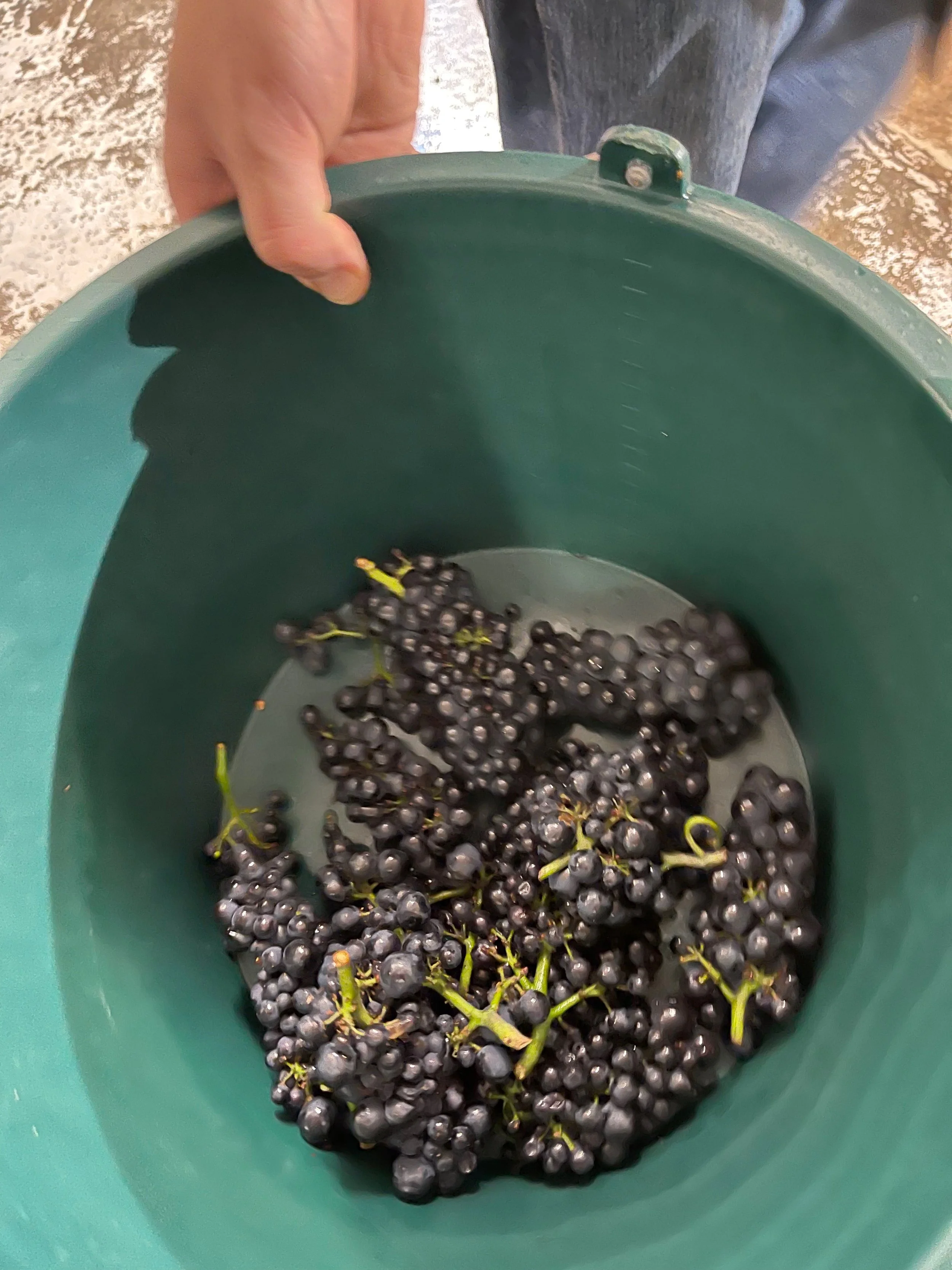 William-Kelley-Grapes.jpeg