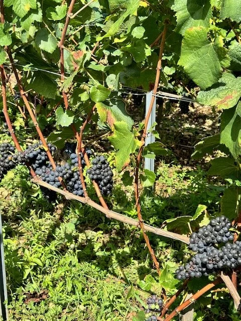william-kelley-vineyard1.jpeg