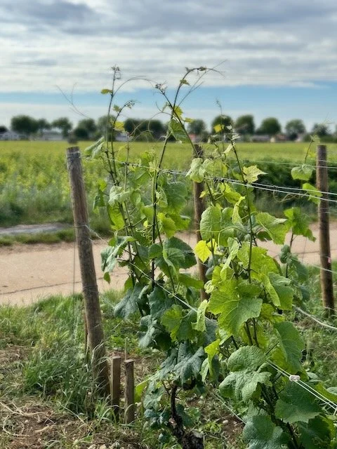william-kelley-vineyard3.jpeg